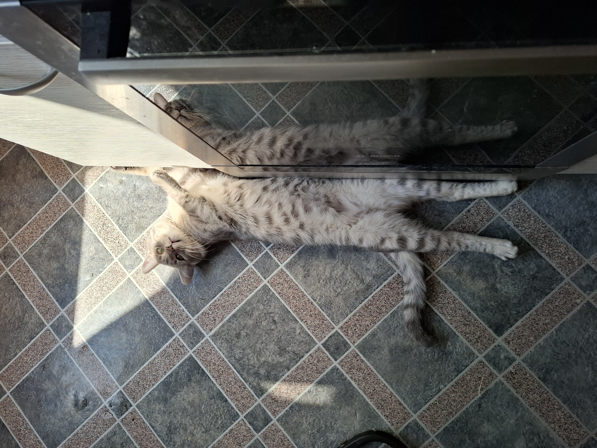 A grey tabby cat is lying on a tiled floor near the base of a reflective kitchen appliance. The cat is stretched out with its legs and tail extended, and its head is turned towards the viewer. The tiles are arranged in a diamond pattern and are grey with tan accents. Sunlight streams across the floor. The scene is located in Novi Sad, Serbia. The appliance is a Bosch stovetop.