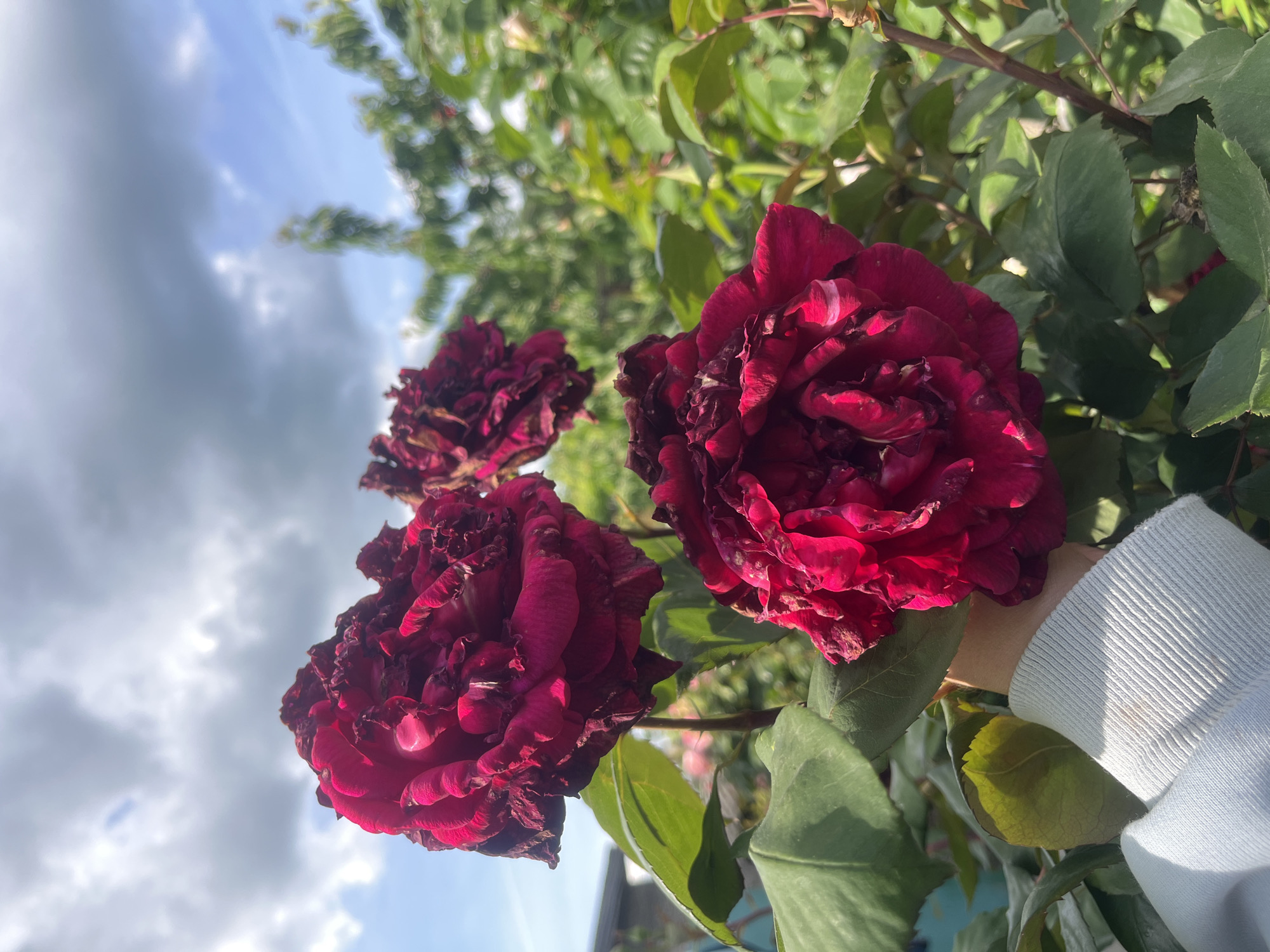 The image shows three dark red roses in full bloom, positioned against a background of green leaves and a cloudy sky. The photo is taken at a low angle, looking up at the flowers. A portion of a light blue sleeve is visible on the right side of the frame. The location is likely outdoors in Lozarevo, Bulgaria, given the presence of vegetation and sky.