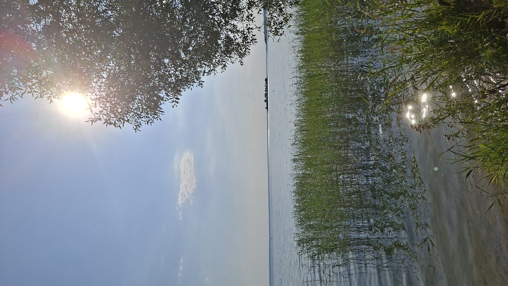 This is a vertical, eye-level, outdoor photograph of a serene lakeside scene under a bright, sunny sky. The sun is visible near the top right of the frame, partially obscured by the leaves of a large tree that occupies the upper right portion of the image. The sun's rays create a lens flare effect. The sky is a clear blue with a few wispy white clouds. The middle ground features a calm body of water, possibly a lake, with a faint haze or mist on the horizon, where a small cluster of islands or landmasses is visible. The foreground is dominated by the shoreline, with tall, green reeds or grass growing in and around the water. The water's surface is gently rippled, reflecting the sky and the reeds. The overall impression is one of natural beauty and tranquility. The location is identified as Мядзельскі сельскі Савет, Belarus.