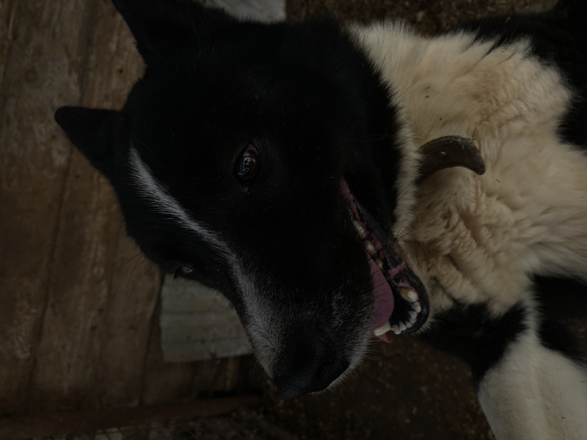 A close-up, high-angle shot depicts a black and white dog lying on its back. The dog has a black coat with white markings on its muzzle and neck. Its mouth is open, revealing pink gums and teeth. The dog is wearing a collar with a tag. The background appears to be a wooden surface. The location in the city of Noviy, Russia, is not discernible from the image.