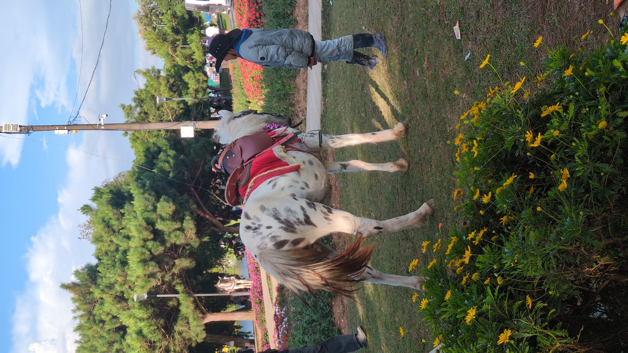 In Da Lat, Vietnam, an appaloosa horse with a saddle adorned with a red blanket and fringed trim stands on a grassy lawn. A young person wearing a black cowboy hat, a light gray puffer jacket, light blue jeans, and dark boots stands to the right of the horse, looking towards it. In the background, lush green pine trees and vibrant pink flowers are visible. Further back, a body of water reflects the sky, with more trees and people scattered throughout the park. A utility pole with electrical equipment stands tall on the right side of the frame, reaching towards the cloudy blue sky. The scene appears to be a park or recreational area, possibly offering horse rides for visitors in Da Lat.