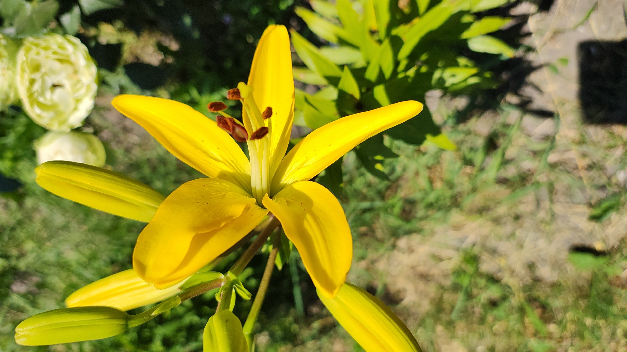 A close-up shot captures a vibrant yellow lily in bloom, its petals unfurling against a backdrop of lush green foliage. The flower, the primary subject, is illuminated by the warm glow of the sun, casting soft shadows on its delicate surface. Several unopened buds, a lighter shade of green, are visible to the left of the main bloom, promising further displays of color. In the background, out of focus, other light-colored flowers and a paved walkway can be discerned. The overall scene suggests a garden setting, likely in Zhytomyr, Ukraine, bathed in the bright light of a clear day. The image evokes a sense of tranquility and the beauty of nature in full bloom. There is no visible text in the media file.