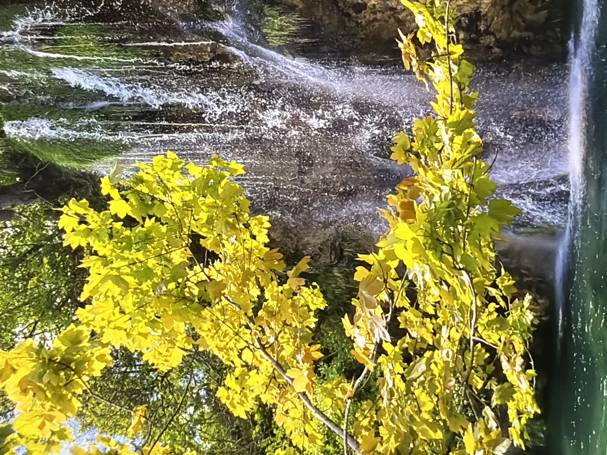 A vibrant natural landscape showcases a waterfall cascading over dark, layered rock formations. In the foreground, abundant foliage of trees or bushes with bright, almost neon yellow-green leaves frames the scene. These leaves appear brightly illuminated, suggesting direct sunlight on a clear day. The waterfall itself is dynamic, with white, frothy water splashing and tumbling over the rocks, contrasting with patches of green moss and darker rock surfaces visible beneath the flow. On the right side of the frame, a more distinct, smoother column of water descends, appearing clearer and possibly deeper, transitioning into a greenish hue at its base. The overall impression is one of a lush, lively outdoor environment, characteristic of a forest or riverside park, possibly located in Lovech, Bulgaria. No individuals or text are visible in the image.
