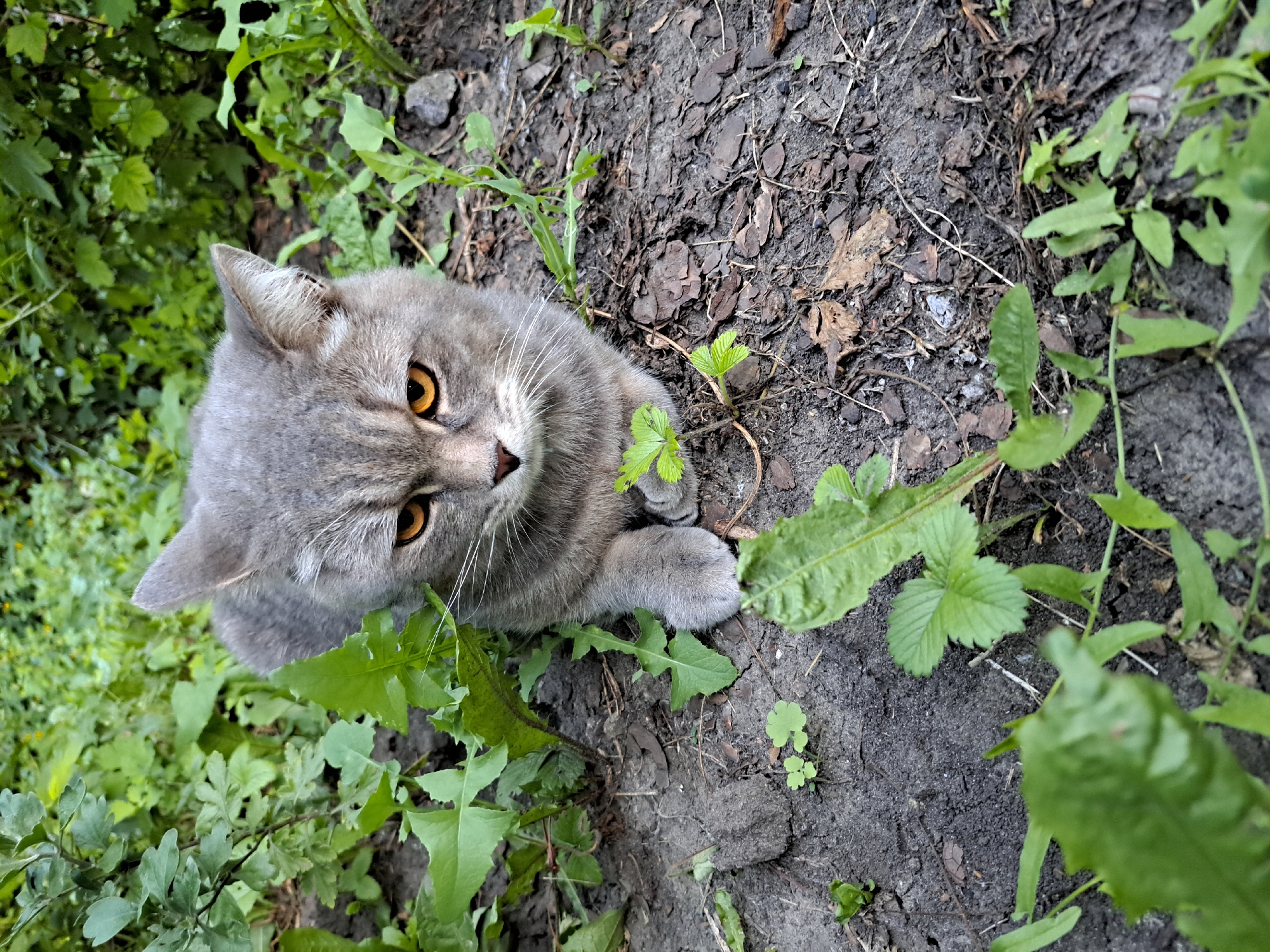 A grey tabby cat with bright orange eyes is nestled in the dirt and foliage of a garden. The cat is positioned in the center of the frame, facing forward with its head slightly tilted down. Its body is mostly hidden by green leaves and brown mulch. The background consists of dense green foliage and dark soil, suggesting an outdoor, possibly urban, environment.