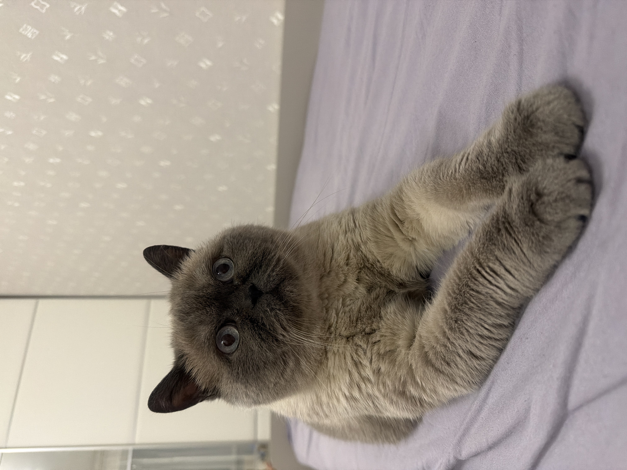 A lilac point British Shorthair cat is lying on a light purple bed. The cat is facing the viewer with its head tilted to the left. The cat's paws are extended towards the top right corner of the image. The background is a white wall with a subtle geometric pattern. The location cannot be determined from the image.