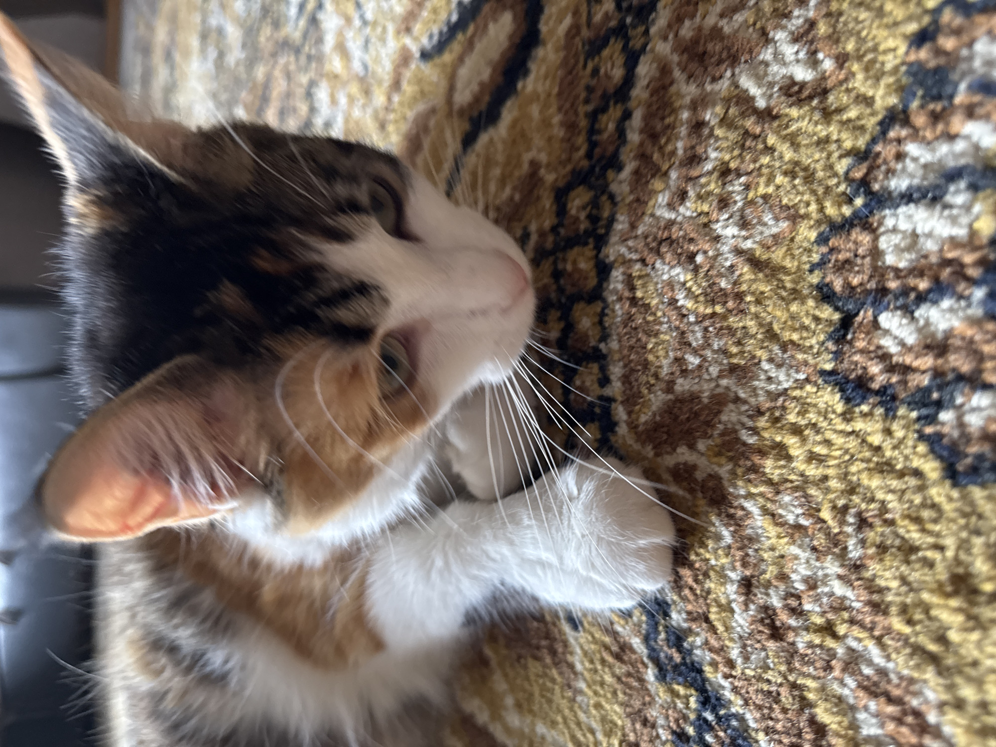 A tortoiseshell cat is lying on a brown and beige patterned rug. The cat has white paws and is resting its head on them. The cat's face is a mix of white, black, and brown. Its ears are upright and pointed. The background is slightly blurred, focusing on the cat. There is no indication of Бородулино, Russia.
