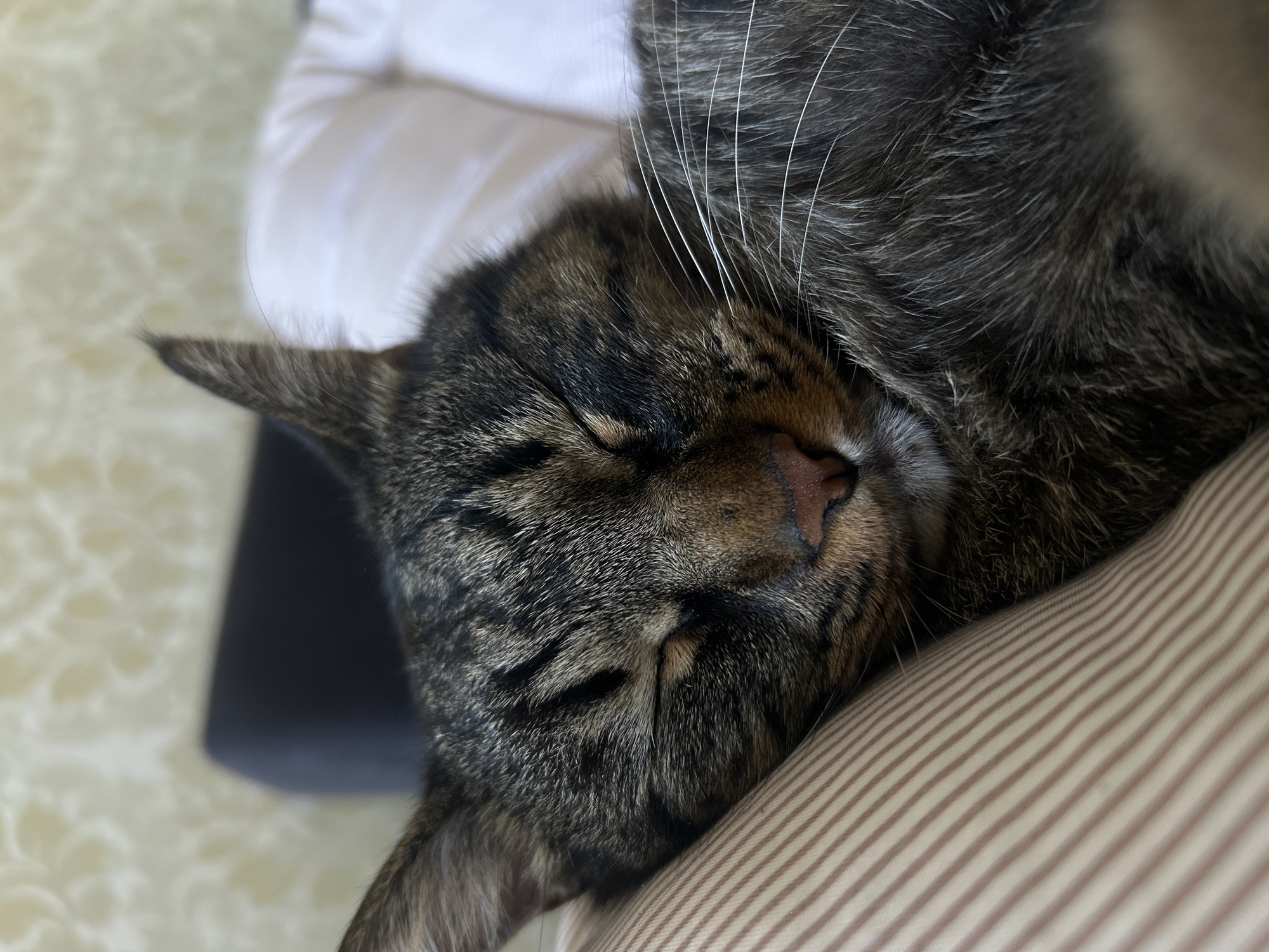 A close-up, head-on shot focuses on a tabby cat sleeping on a striped pillow. The cat's eyes are closed, and its body is partially visible, draped over the pillow. The background is out of focus, showing hints of wallpaper and furniture. The lighting is soft, creating a peaceful atmosphere.