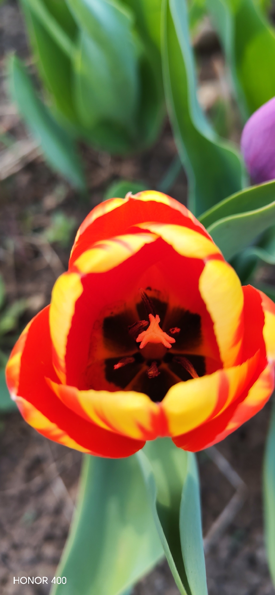 A close-up photograph depicts a red and yellow tulip flower in bloom. The flower's petals are striped with yellow, framing a dark center with visible reproductive structures. Green leaves surround the tulip. The background appears to be soil and other plant life. The bottom left corner of the image indicates "HONOR 400". The location of the scene is not identifiable.