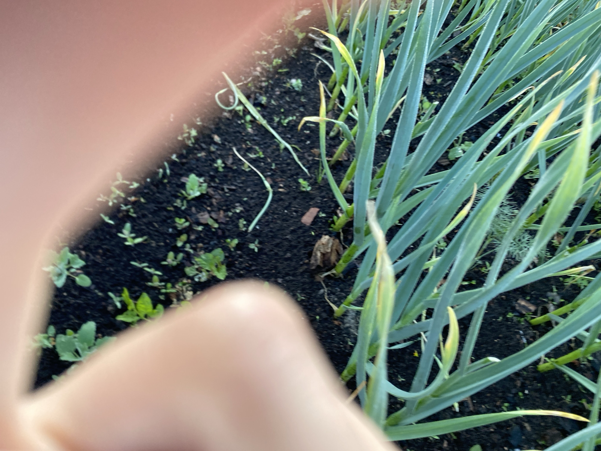 This is an outdoor, close-up, high-angle shot of a garden bed. In the foreground, the long, green leaves of what appear to be onions or garlic plants are prominent, some with yellowing tips. Behind the leaves, dark soil is visible, with scattered small green seedlings and a few dry leaves or debris. A blurred, pinkish-toned object, possibly a finger, partially obscures the top left corner of the frame. The image was taken in Chirsha-Tartysh, Russia.