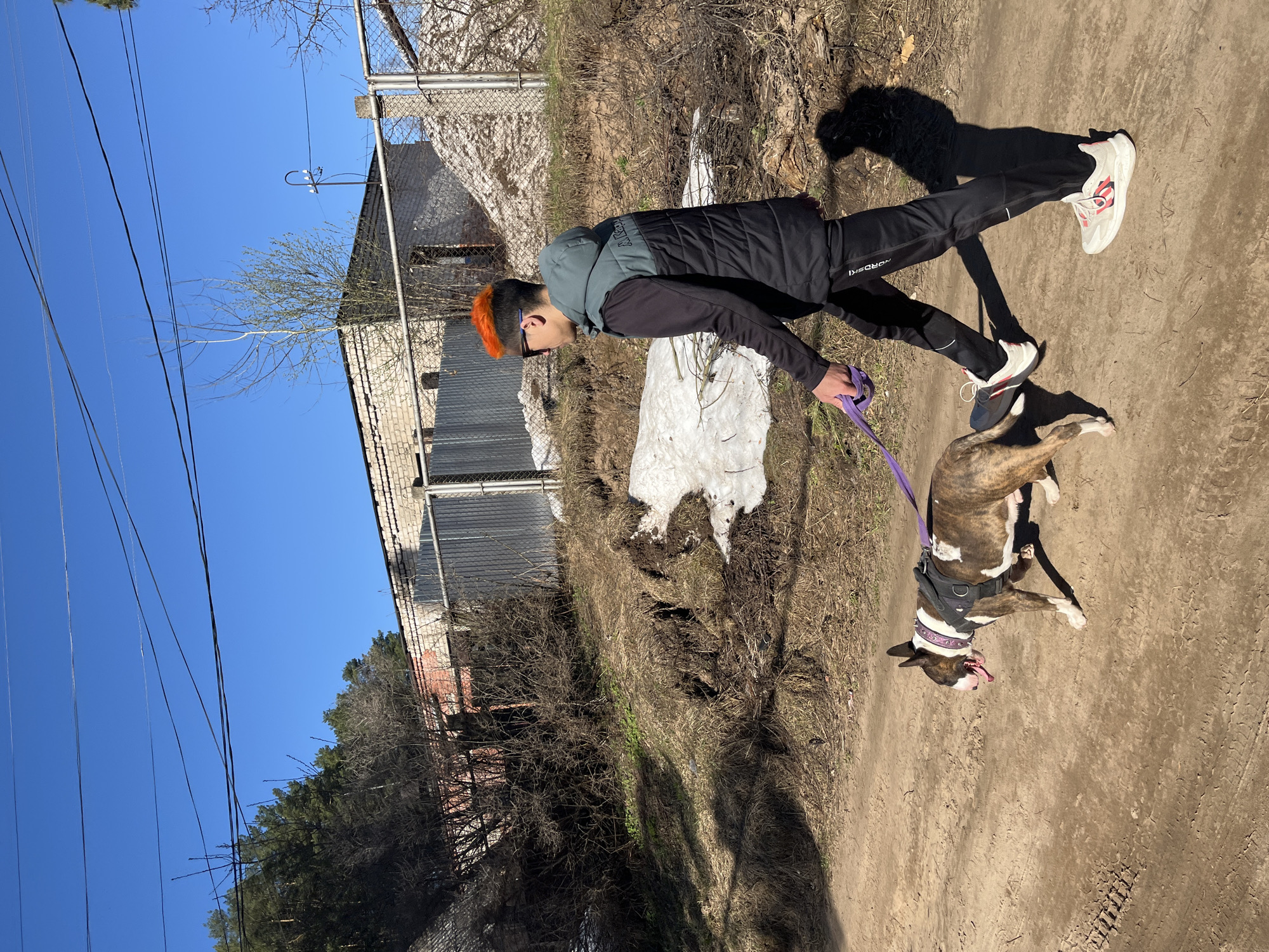 A person with dyed orange hair is walking a brindle and white dog on a dirt path. The person is wearing a dark jacket, dark pants with white lettering, and white sneakers. The dog is wearing a harness and collar, attached to a purple leash held by the person. The scene is outdoors, with a building and chain-link fence on one side of the path, and a grassy area with patches of snow on the other side. Above, there is a bright blue sky with visible power lines. Based on the architecture and surrounding environment, the location is consistent with Chaikovsky, Russia.