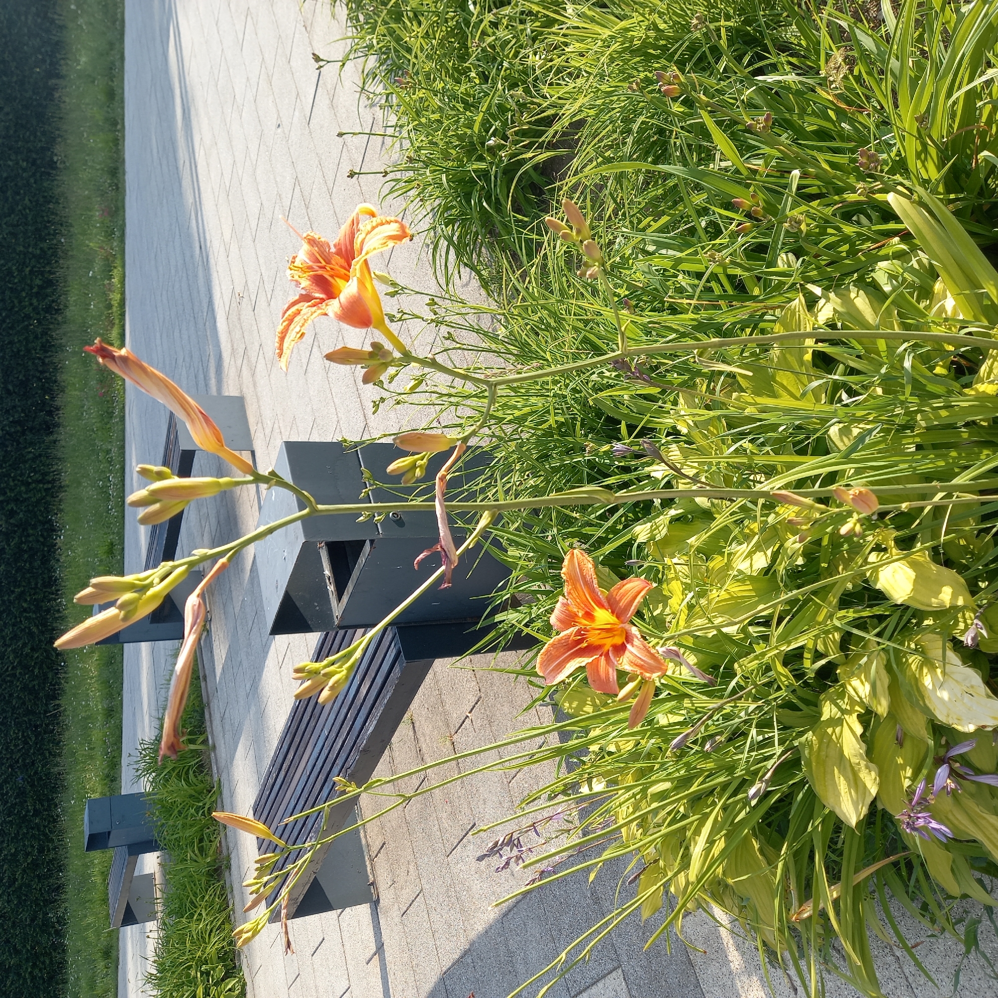 This is a vertical, outdoor, close-up photograph of orange daylily flowers blooming along a paved walkway with benches. The scene is illuminated by bright sunlight, casting shadows and highlighting the vibrant colors of the flowers and lush green foliage. The daylilies, in various stages of bloom, feature prominent orange petals with yellow centers and delicate, curled edges. Some buds are visible, suggesting ongoing growth.
The setting appears to be a park or a landscaped public area in Moscow, Russia. A paved walkway, made of light-colored interlocking bricks, runs diagonally through the frame, bordered by a strip of grass and then the dense green planting. Several dark-colored park benches are interspersed along the walkway, providing seating. The foliage is a mix of long, grass-like leaves and broader, hosta-like leaves, some of which show a yellowish-green hue, indicating the season is likely summer. In the background, a neatly trimmed hedge can be seen. The overall mood is one of natural beauty and tranquility, with the bright sunlight suggesting a pleasant, clear day. No people are visible in the image, and there is no discernible text. The focus is on the natural elements, specifically the flowers and greenery, set against the man-made structures of the walkway and benches.