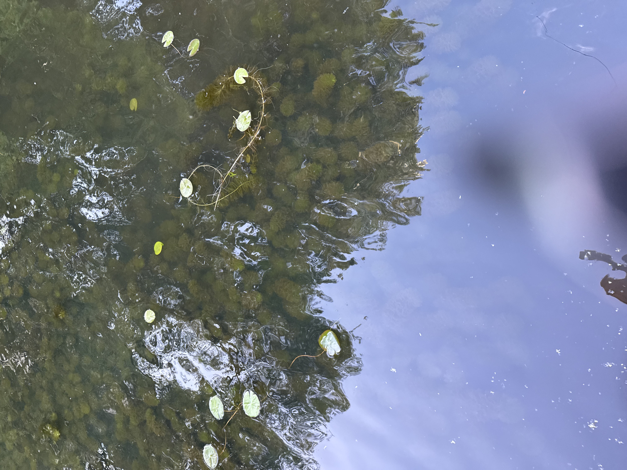 The image shows a body of dark, murky water with several small, round, green lily pads floating on the surface. The water is covered in submerged aquatic vegetation, giving it a dark green hue. Reflections of trees and the sky are visible on the water's surface, particularly in the lower portion of the image, which appears to be a calm, reflective area. There are no people or specific objects clearly identifiable, beyond the natural elements of the water and plants. The scene appears to be outdoors, possibly in a park or natural waterway. Given that the request specifies Saint Petersburg, Russia, this could be a canal, pond, or river within one of the city's many green spaces.
