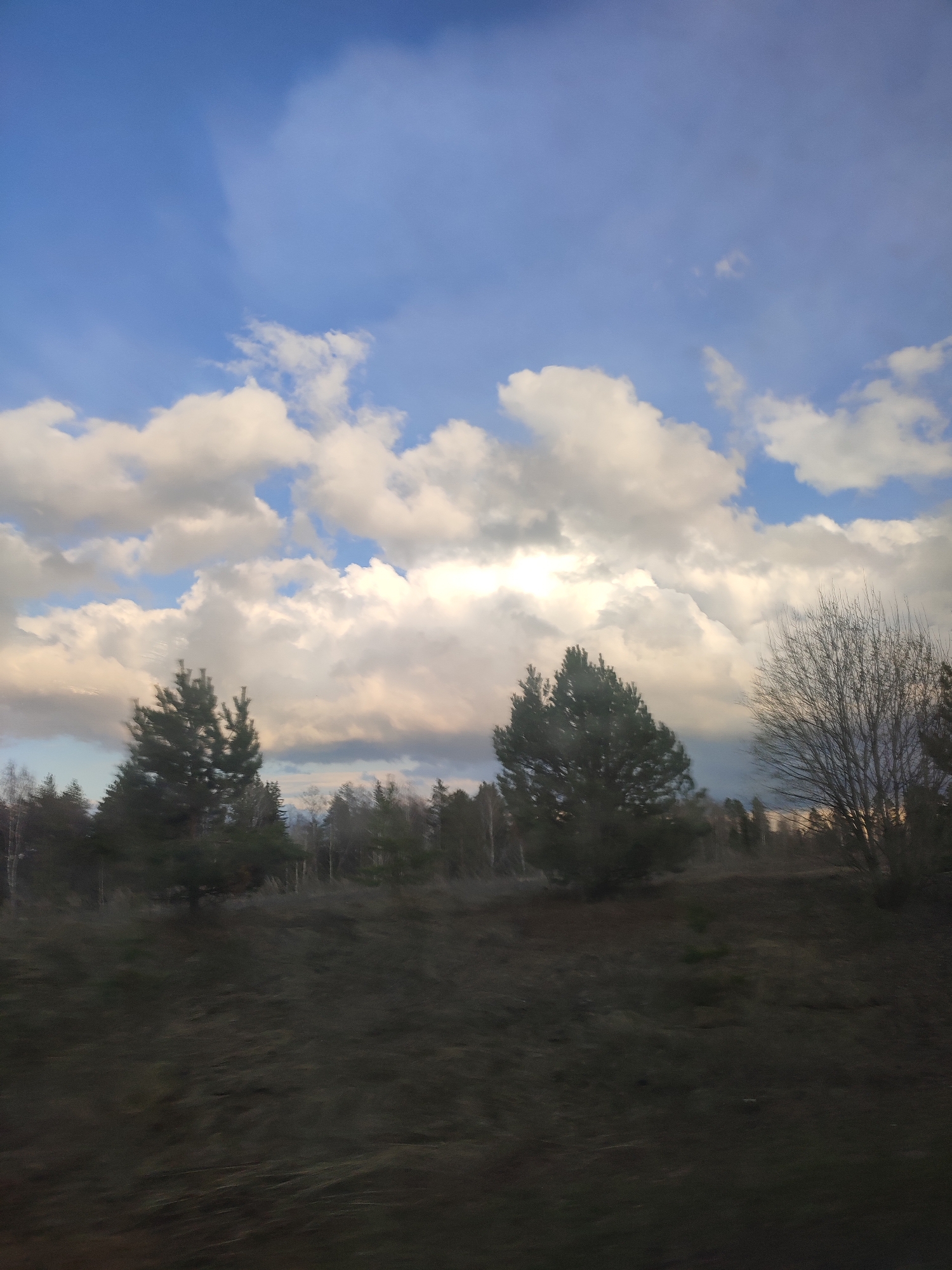 A wide shot of a natural landscape, likely captured from a moving vehicle, dominates the frame with a dynamic sky, a line of trees, and dark ground. The upper half is filled with a partially cloudy sky, featuring expansive, fluffy white and grey cumulus clouds interspersed with patches of clear blue. Some clouds, particularly towards the right-center, are illuminated by warm, golden light, suggesting late afternoon or early evening. The lower cloud formations appear darker, hinting at shifting weather conditions.
In the mid-ground, a dense line of trees forms the horizon. Two prominent, dark green evergreen trees stand out in the left-center, while to their right, a bare deciduous tree displays intricate branch patterns against the lighter sky. The foreground consists of dark, textured ground covered in dry grass or low vegetation, blurred due to motion. The overall impression is a serene natural expanse under a vast, changing sky. The scene is consistent with a rural or forested area in Bol'shoi Bukor, Russia. No visible text or specific human activity is depicted.