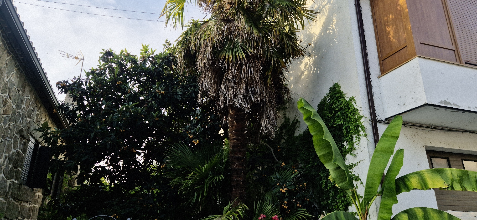 The image depicts an outdoor scene with lush vegetation and buildings. A prominent palm tree with dry, frond-like foliage stands centrally. To the left, a stone building with a dark-shuttered window is visible, adjacent to a leafy tree bearing small, orange fruits. To the right, a white building with a balcony and a wooden-paneled window is partially shown. Green vines climb the white wall, and large, vibrant green banana leaves extend into the foreground. Overhead, a television antenna is mounted on a pole, and electrical wires are strung across the sky. The lighting suggests it is daytime, with shadows cast on the white building by the palm tree and possibly other unseen foliage. The scene appears to be in a residential area with a mix of natural and man-made elements.
