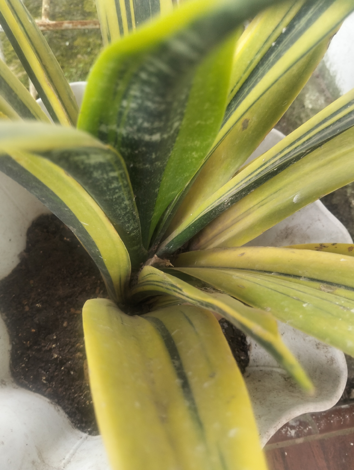 The image shows a close-up, overhead view of a snake plant (Sansevieria trifasciata 'Laurentii') in a white pot, containing dark soil. The plant's long, stiff leaves are variegated with green and yellow stripes. The pot is partially visible, with a textured, possibly ceramic or plastic surface. In the blurred background, a rusty metal grate or fence can be seen, along with a hint of green foliage and a light-colored surface, suggesting an outdoor or semi-outdoor setting. The lighting appears to be natural daylight, creating some shadows and highlights on the plant's leaves. There are no people visible in the image. The location is stated as Payagaboh, Indonesia.