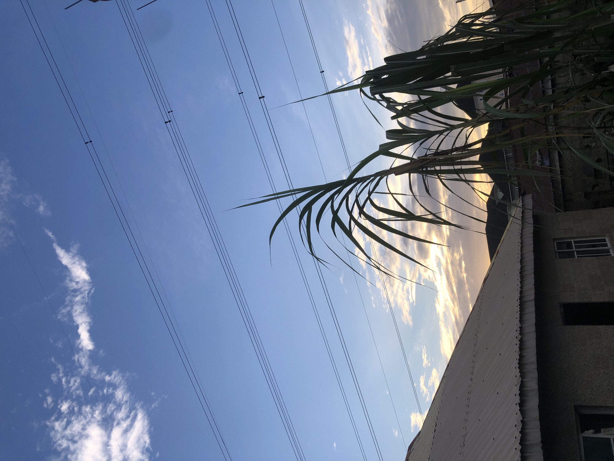A wide-angle, eye-level shot captures a sunset view from Ado, Nigeria, revealing a sky with a gradient of blues and scattered white clouds, illuminated by the soft hues of the setting sun. Multiple power lines crisscross the sky. In the foreground, the corrugated tin roof of a building is visible, its texture and slight undulations highlighted by the ambient light. Next to the building, tall, green stalks of what appear to be sugarcane or a similar plant dominate the right side of the frame, their leaves fanned out against the sky. In the background, other buildings with darker roofs are partially obscured by the vegetation and the fading daylight. The scene is still and quiet, with no people or animals present.