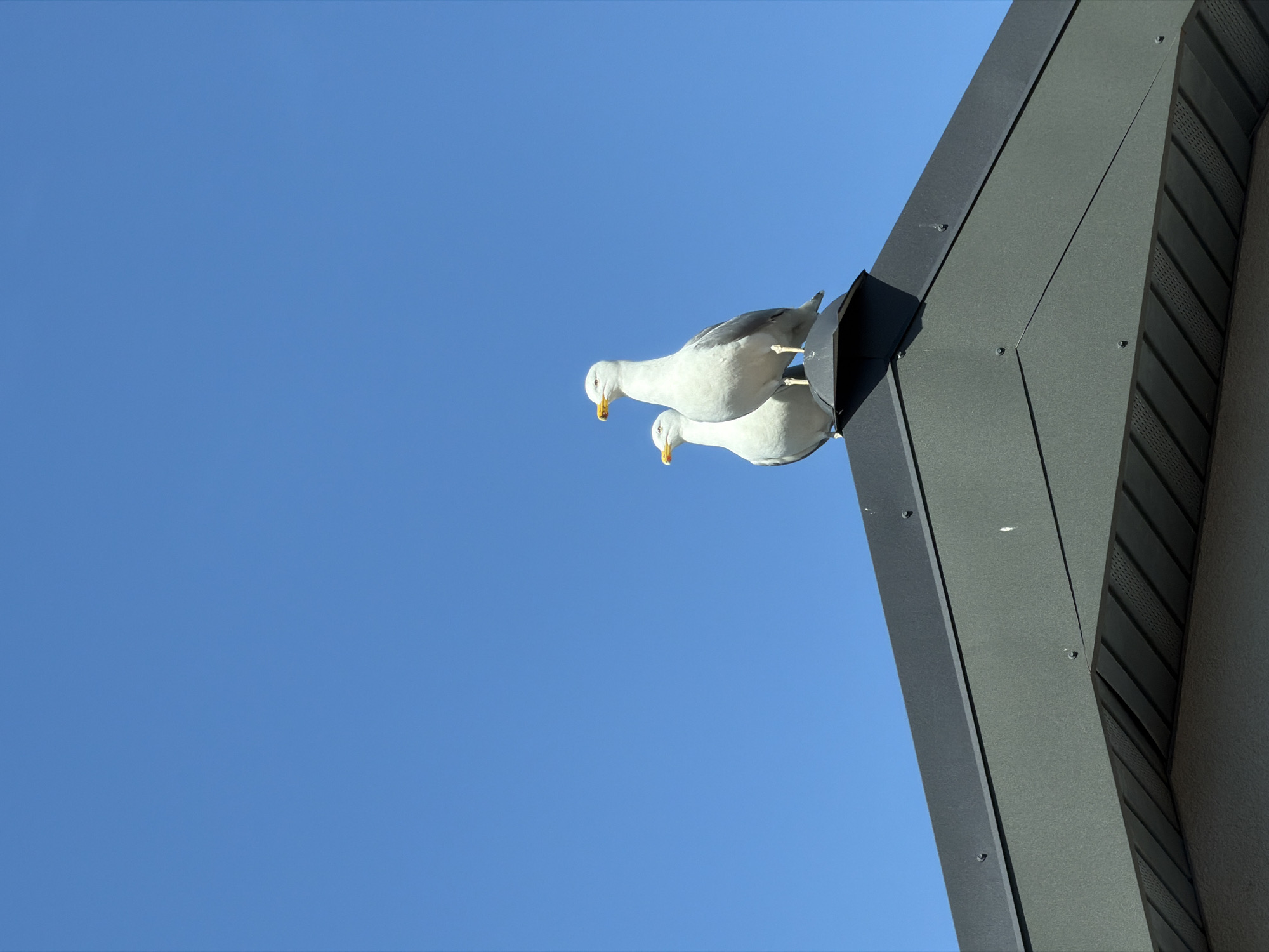 A low-angle, medium shot shows two white seagulls perched on a modern, dark gray roof in Riga, Latvia. The clear, blue sky fills most of the frame. The roof has a sharp, angular design. The gulls appear to be resting, with one partially mirrored by the reflective surface of the roof. The building’s exterior is textured.