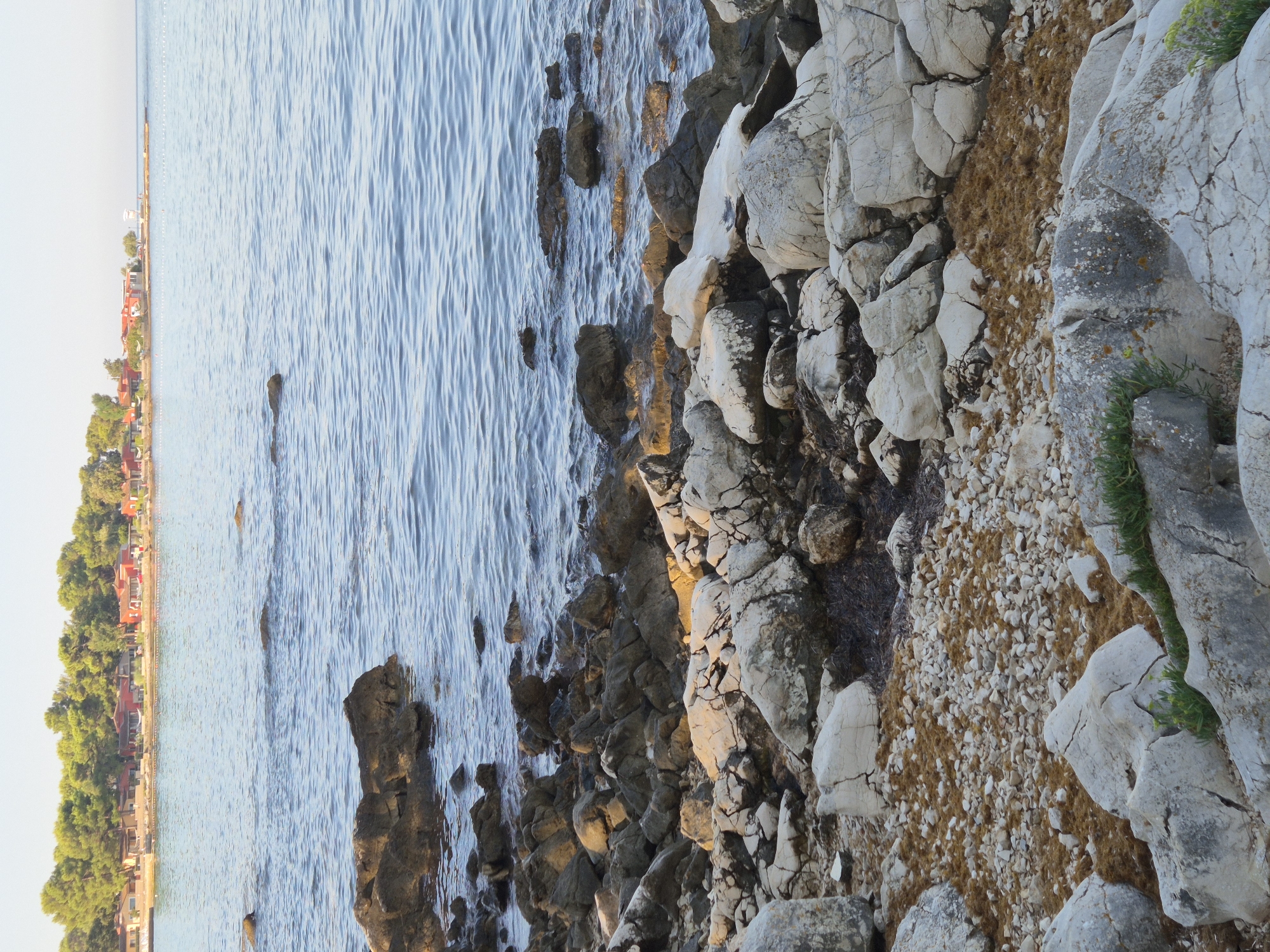 The image shows a rocky shoreline in Monterol, Croatia. The water is calm and blue, with a line of buildings and trees visible in the distance. The foreground is filled with various sizes of rocks, some smooth and worn by the sea, others sharp and jagged. Patches of brown seaweed are scattered among the pebbles and rocks on the shore. The sky is clear and a pale blue, suggesting it is daytime. There are no people or animals visible in the image.