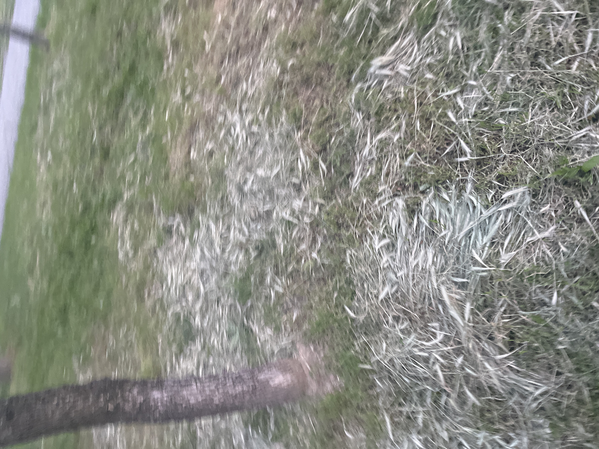 The image shows an area of grass in Plovdiv, Bulgaria. The grass is partially overgrown with light-colored weeds or grasses. There is a tree trunk or large branch visible along the bottom left of the image, and a gray pavement edge in the top left corner. The image is slightly blurred, giving an impression of movement.