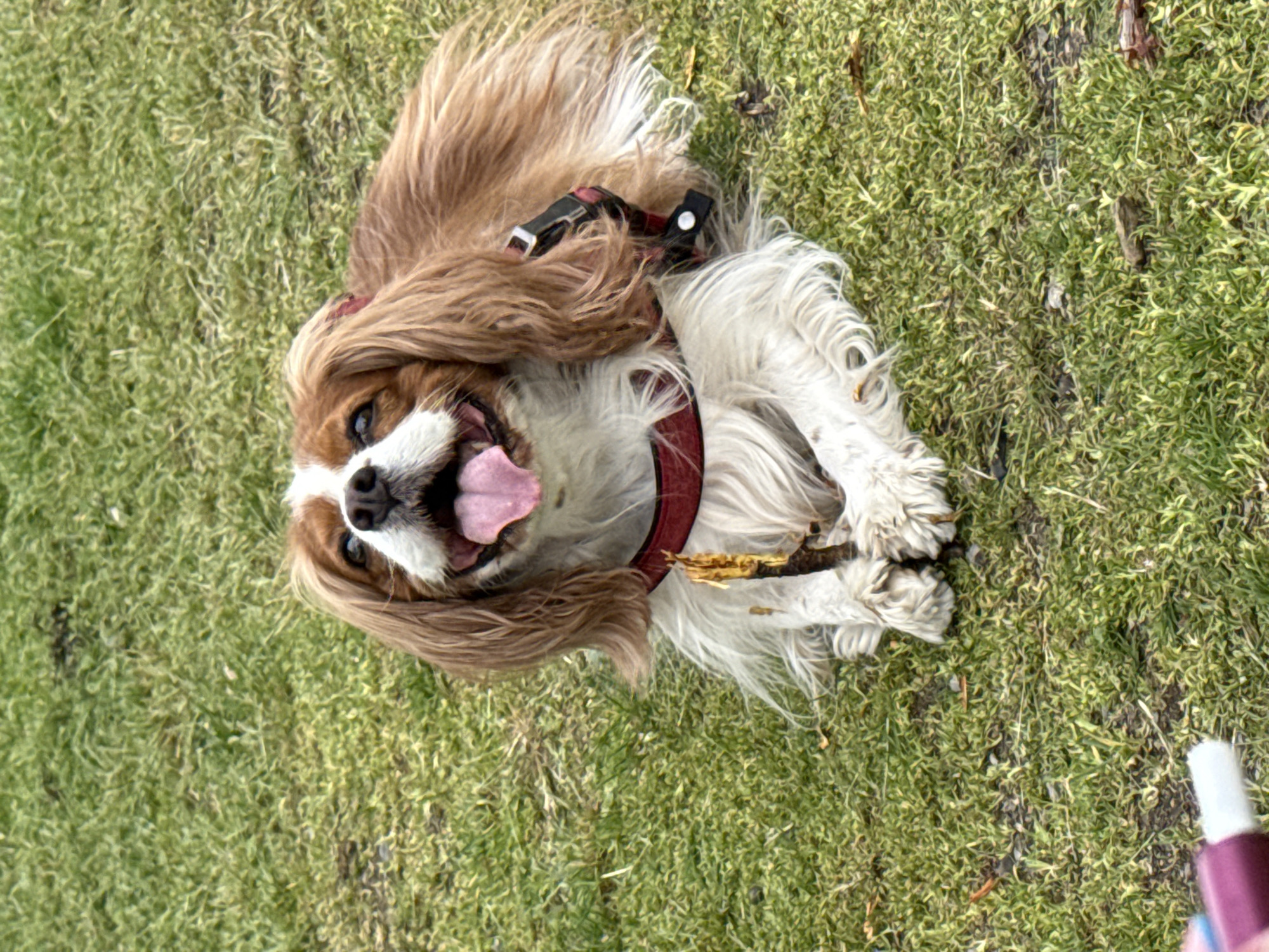 The image captures a joyful dog, likely a Cavalier King Charles Spaniel, playfully lying on its back on vibrant green grass. The dog, adorned with long, flowing brown and white fur and a red harness or collar, has its head turned towards the viewer's left. Its mouth is wide open, with a pink tongue extended, and its bright, attentive eyes gaze upwards, conveying an emotion of excitement and happiness. The dog's paws are curled up, adding to its relaxed and playful posture. The setting is an outdoor grassy area, possibly a park or a spacious garden, under bright daylight conditions. In the bottom right corner, a hand is partially visible, holding a white and purple object that resembles a spray bottle. No text is visible within the image. This lively and endearing moment is set in Sofia, Bulgaria.
