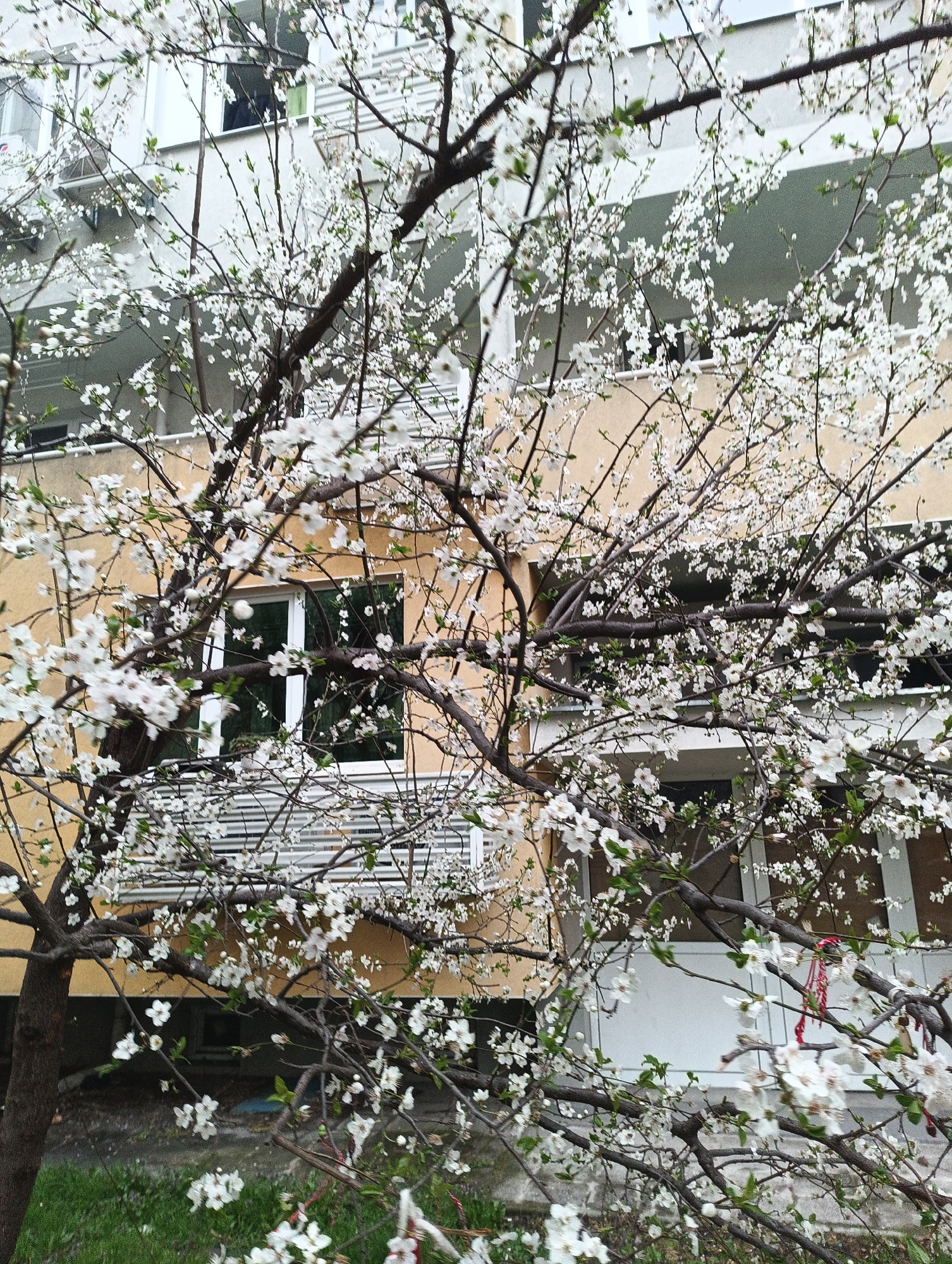 A blossoming tree stands in front of a residential building in Burgas, Bulgaria. The tree is covered in small white flowers, and its branches are bare except for the blossoms. The building is light yellow with white trim around the windows and balconies. The balconies have a white railing. In the foreground, there is a patch of green grass. The image captures a moment of spring in the city.