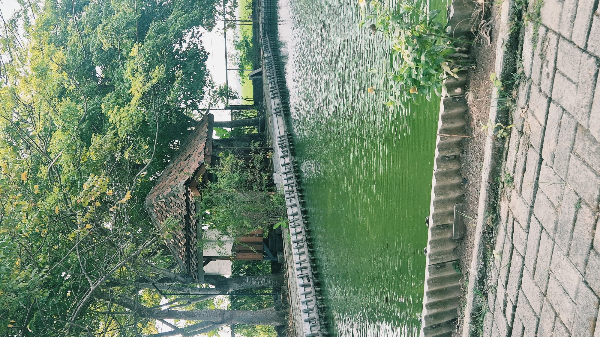 The image depicts a serene outdoor scene with a man-made pond as the central feature. The pond's water is a vibrant green, and its surface is rippled, suggesting a gentle breeze or movement. Along the edge of the pond, there is a wooden walkway with a railing constructed from vertical planks. Beyond the walkway, a small, traditional-looking hut with a terracotta tile roof is visible, nestled among lush green trees. The trees are dense with foliage, casting shadows on the hut and surrounding area. In the foreground, a paved pathway made of interlocking grey bricks leads towards the pond. The path is bordered by a low concrete retaining wall, which in turn separates it from the pond's edge. Small plants and grass are growing along the edges of the pathway and the retaining wall. In the distance, a wire fence and more greenery can be seen, hinting at a larger natural or agricultural landscape. The sky above is a bright, overcast white. The scene suggests a peaceful, natural setting, possibly a park, a resort, or a recreational area. Specifically, the style of the hut and the surrounding vegetation are characteristic of rural or semi-rural areas in Indonesia, such as those found in the province of West Java, which includes the city of Karawang.