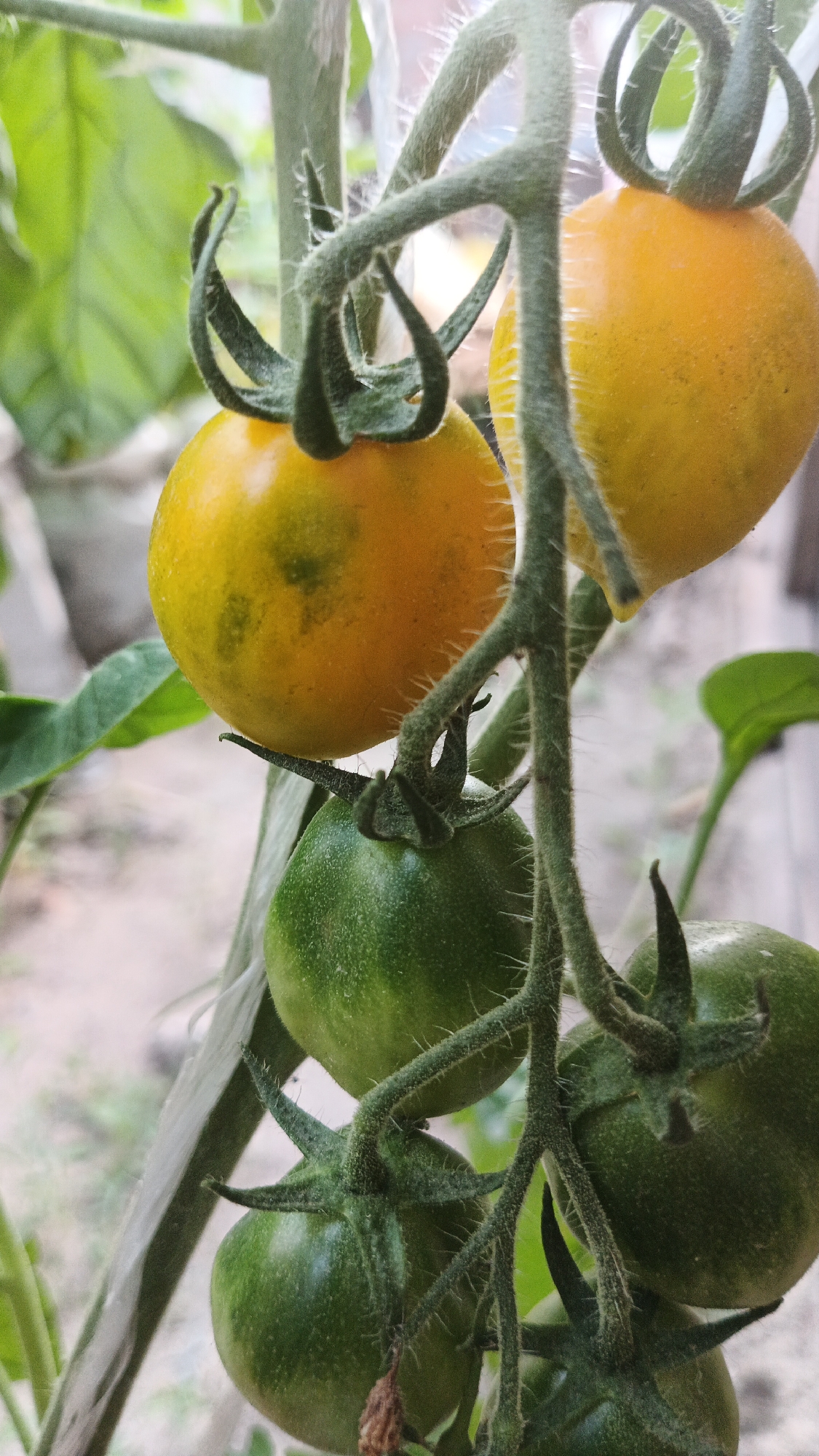 The image shows a close-up view of a tomato plant with several developing tomatoes. Two tomatoes at the top of the cluster are yellow, with one showing some green mottling, indicating they are ripening. Below these, several more tomatoes are a vibrant green, appearing unripe. The tomatoes are attached to fuzzy green stems, with more foliage visible in the background. The setting appears to be outdoors, with a blurred background suggesting a garden or agricultural environment. The image is a photograph taken in Kryvyi Rih, Ukraine.