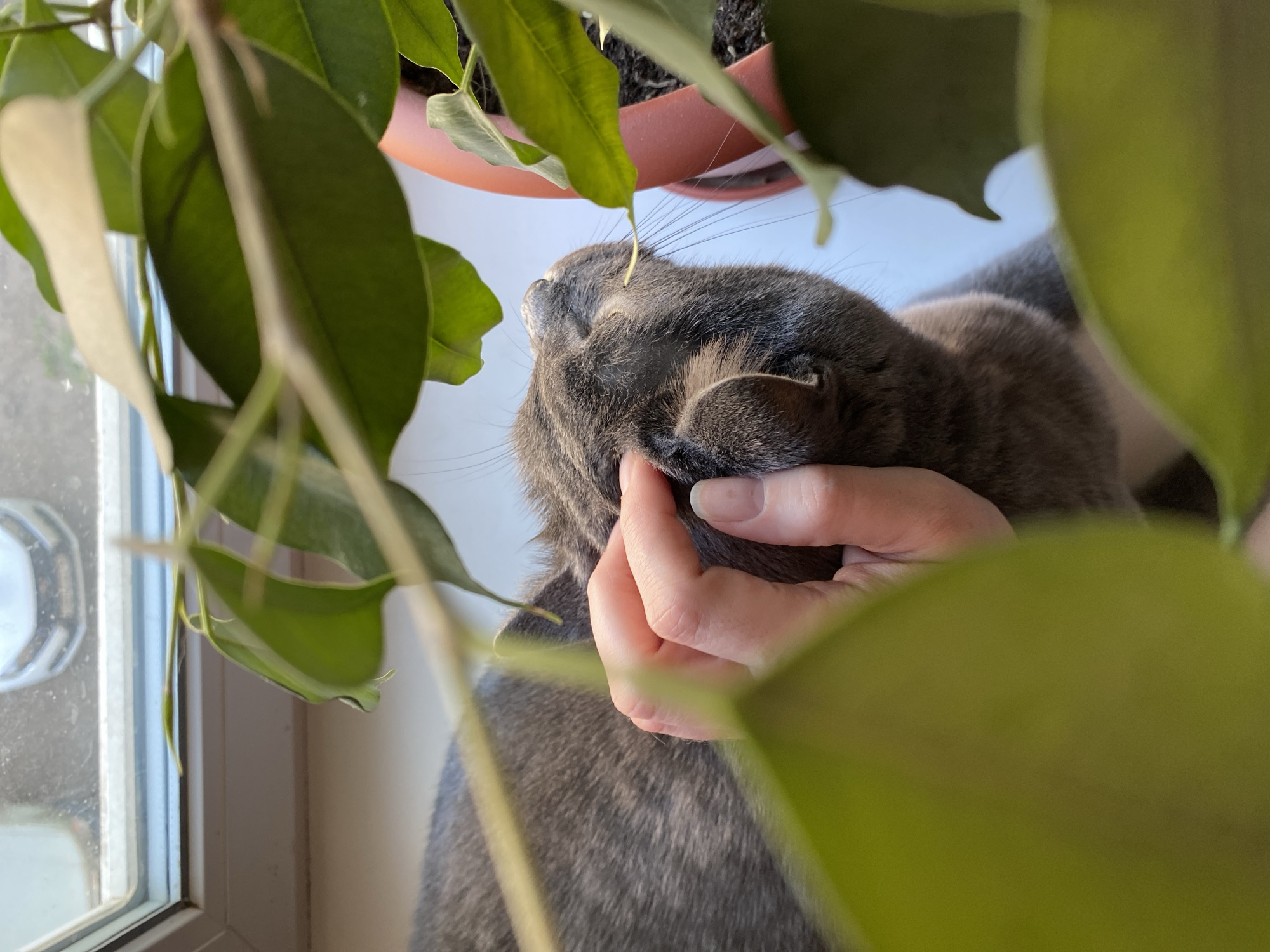 A gray cat is being petted by a pale-skinned human hand near a window in a room with a potted plant. The cat is positioned close to the window, with part of its body visible, and the hand is gently touching the cat's head or neck. The potted plant's leaves partially obscure the view. The location, Votkinsk, Russia, is not evident from the image, as there are no identifying external elements.