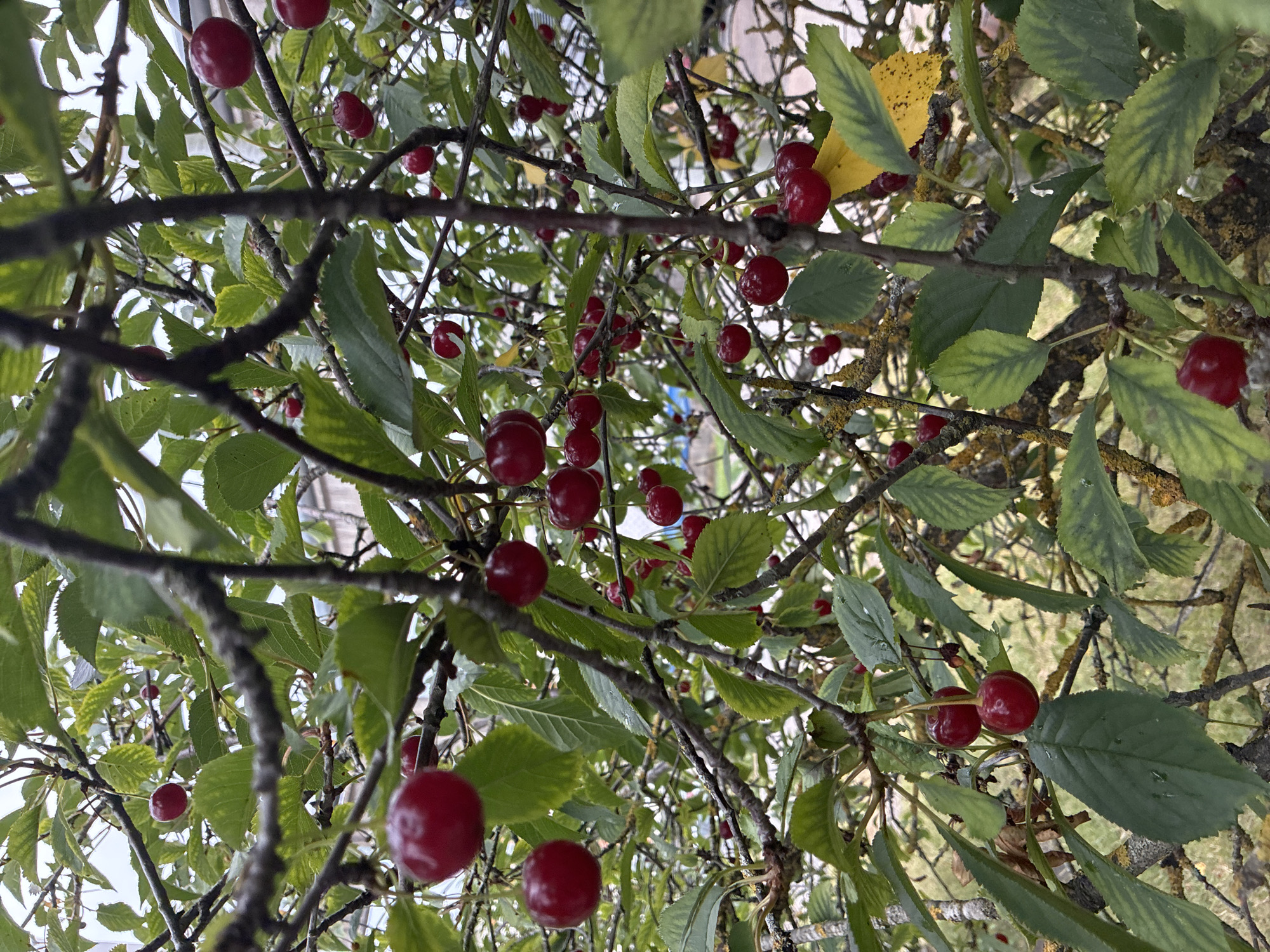 The image shows a close-up of a cherry tree with ripe red cherries hanging from its branches. The cherries are round and glossy, with some appearing to have water droplets on them. The leaves of the tree are green and varied in shape, some showing signs of yellowing or browning. The branches are brown and gnarled, with some covered in lichen. The background is slightly blurred, suggesting an outdoor setting with other foliage and possibly a building or fence. The lighting is overcast, creating a soft, diffused illumination. The image was taken in the city of Haapsalu, Estonia, likely during the summer or early autumn when cherries are in season. There are no people or animals visible in the image. The scene depicts a natural, agricultural setting.