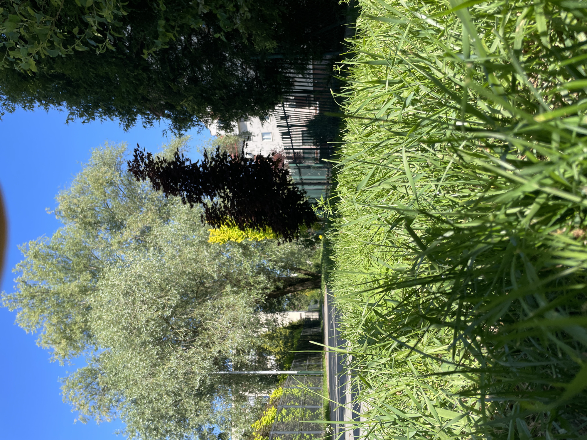 The image depicts a street scene in Unknown, Unknown. The foreground features tall green grass, obscuring a portion of a sidewalk. Beyond the sidewalk, a paved road stretches into the distance, bordered by trees on either side. On the left, a large tree with silvery foliage stands against a bright blue sky. A darker-leaved tree is positioned further down the road. In the background, a building with multiple windows can be seen through the trees. A fence runs alongside the road, with some foliage growing on or near it. The overall impression is of a quiet, tree-lined street on a sunny day.