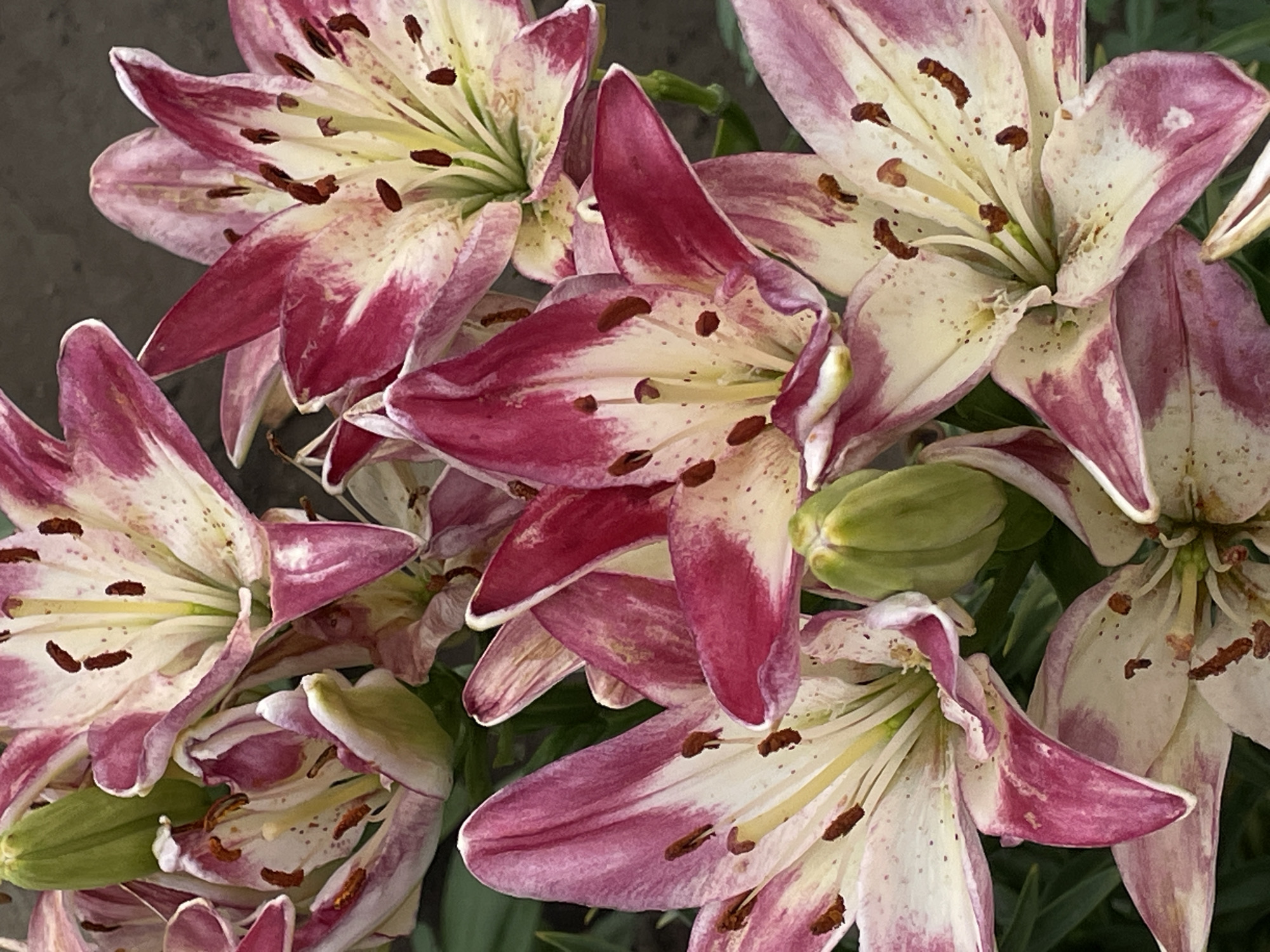A close-up, overhead shot captures a cluster of star-shaped lily blossoms. The petals are a vibrant mix of creamy white and deep magenta, with streaks and speckled patterns of the darker color. Each blossom reveals a cluster of stamens with dark brown anthers. One unopened bud, a pale green, is nestled among the flowers. The background is a blurred expanse of muted gray-green, suggesting foliage and possibly a dark surface. The lighting is soft, highlighting the delicate textures and intricate details of the lilies.