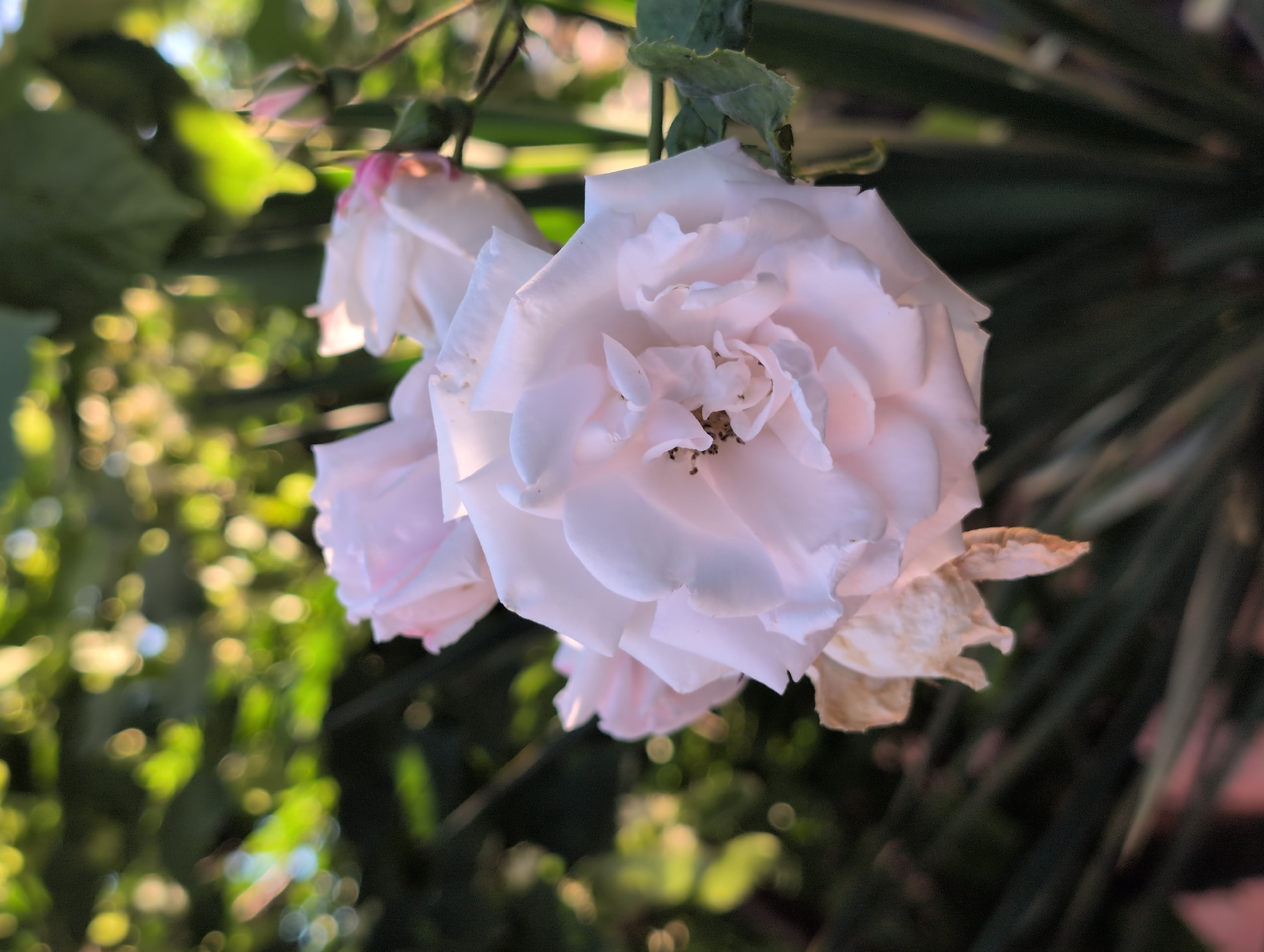 A close-up, shallow depth of field shot focuses on a cluster of pale pink roses and buds, with a blurry green background of foliage and sunlight. The primary rose in the foreground is fully bloomed, its delicate petals unfurling to reveal a hint of brown stamens. To its left, a dried, wilted rose petal hangs limply. Behind it, another rose is partially visible, its petals also pale pink. A few rose buds, tinged with pink, are nestled to the right. The background is a soft blur of green leaves and bright, out-of-focus circles of light, suggesting a sunny outdoor environment. The image is shot in portrait orientation. The location is Unknown, Unknown.