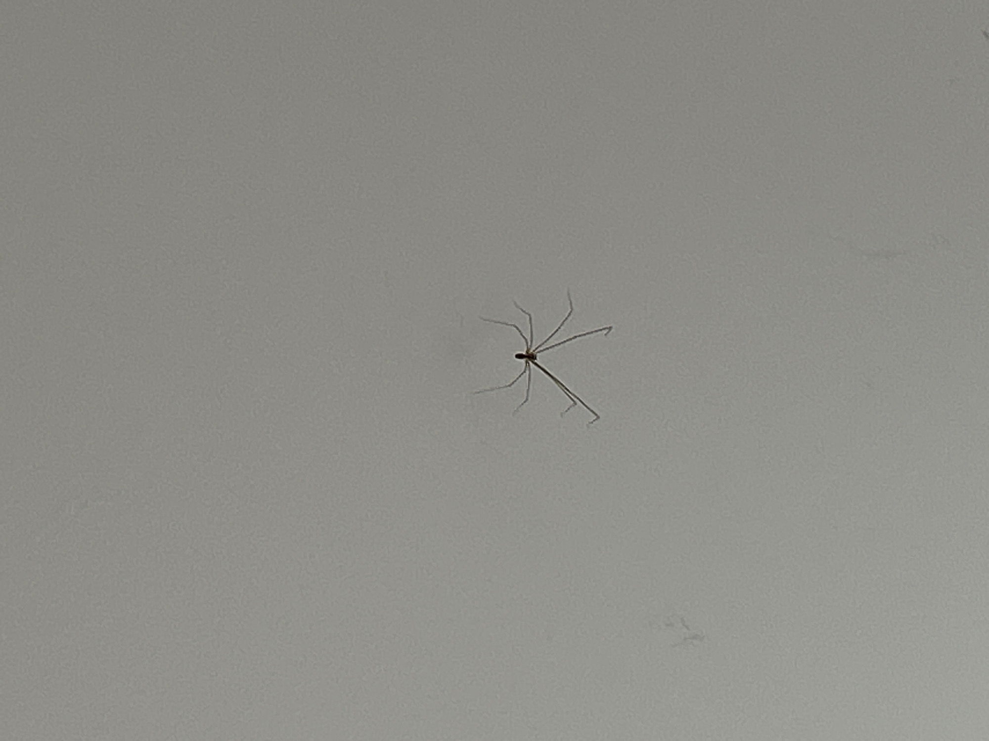 A long-legged arthropod, possibly a harvestman or cellar spider, is positioned on a smooth, off-white surface. There is no indication of the location being Sofia, Bulgaria.