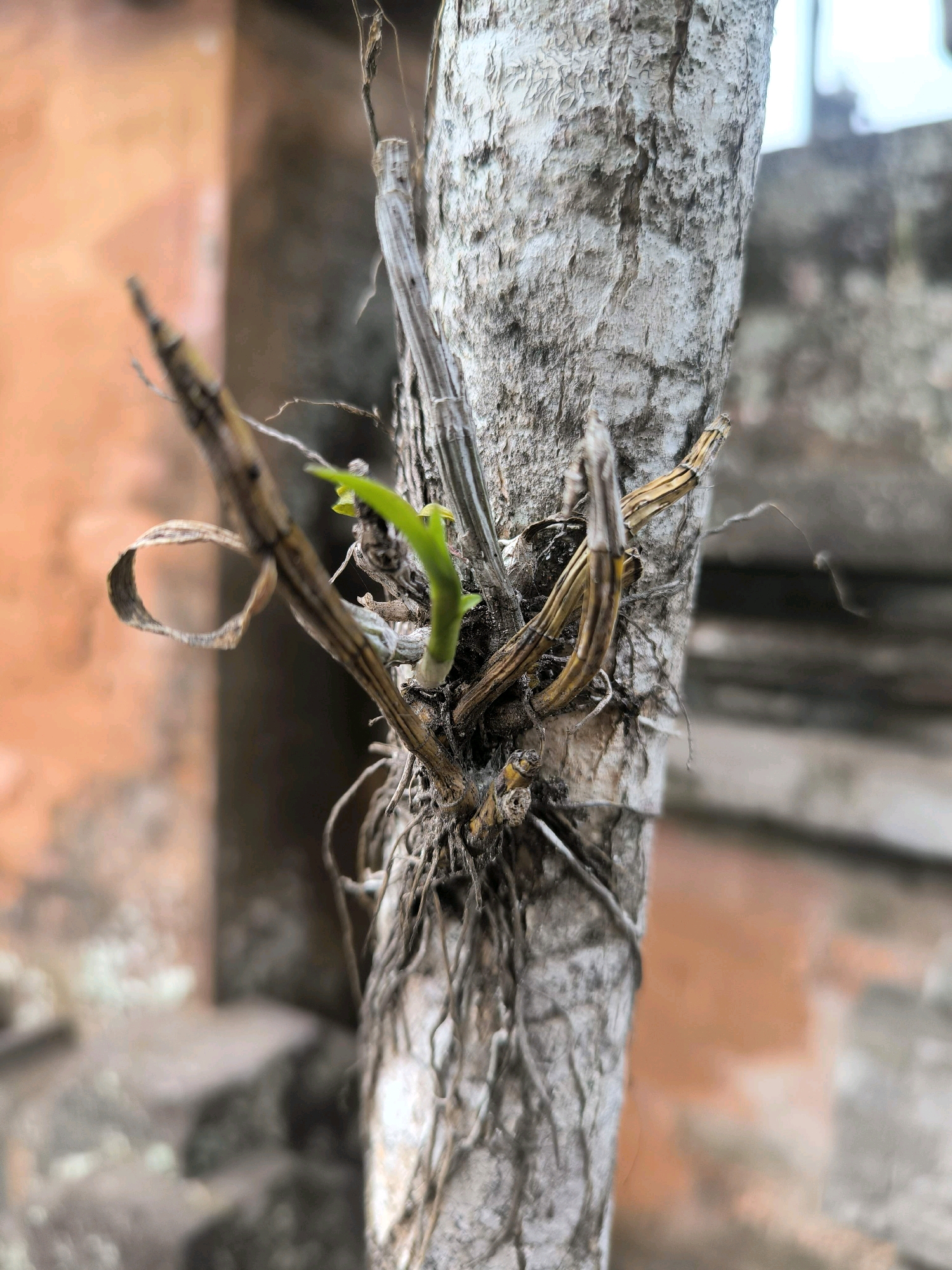 A close-up, shallow depth-of-field photograph focuses on a small, green sprout emerging from a cluster of dry, brown plant stems and aerial roots attached to the rough, grey bark of a tree trunk. The tree trunk occupies the right half of the frame and is vertical. To the left of the trunk, the dry stems twist and curve, with one forming a rough loop. The background is out of focus; to the left, there is a blurred orange wall, and to the right, a blurred grey structure, possibly stonework or concrete. The scene is set outdoors in what is described as a location in Selemadeg, Indonesia. There are no people or animals visible.