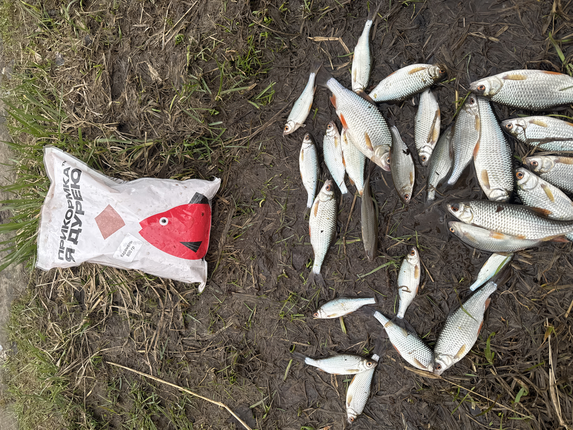 The image depicts a muddy ground with sparse green grass, a white bag with a red fish graphic, and a collection of approximately 20 small silver fish scattered across the mud. The bag is labeled in Russian and appears to contain bait or feed. Based on the Russian text on the bag and the style of fishing often practiced there, the image could possibly be located near a river or lake in Moscow, Russia, though without further visual markers, the exact location is speculative. No people are visible in the image. The subjects are the bag of bait and the dead fish. The action depicted is the aftermath of a fishing trip, with the fish seemingly laid out on the ground near the bait used to catch them.