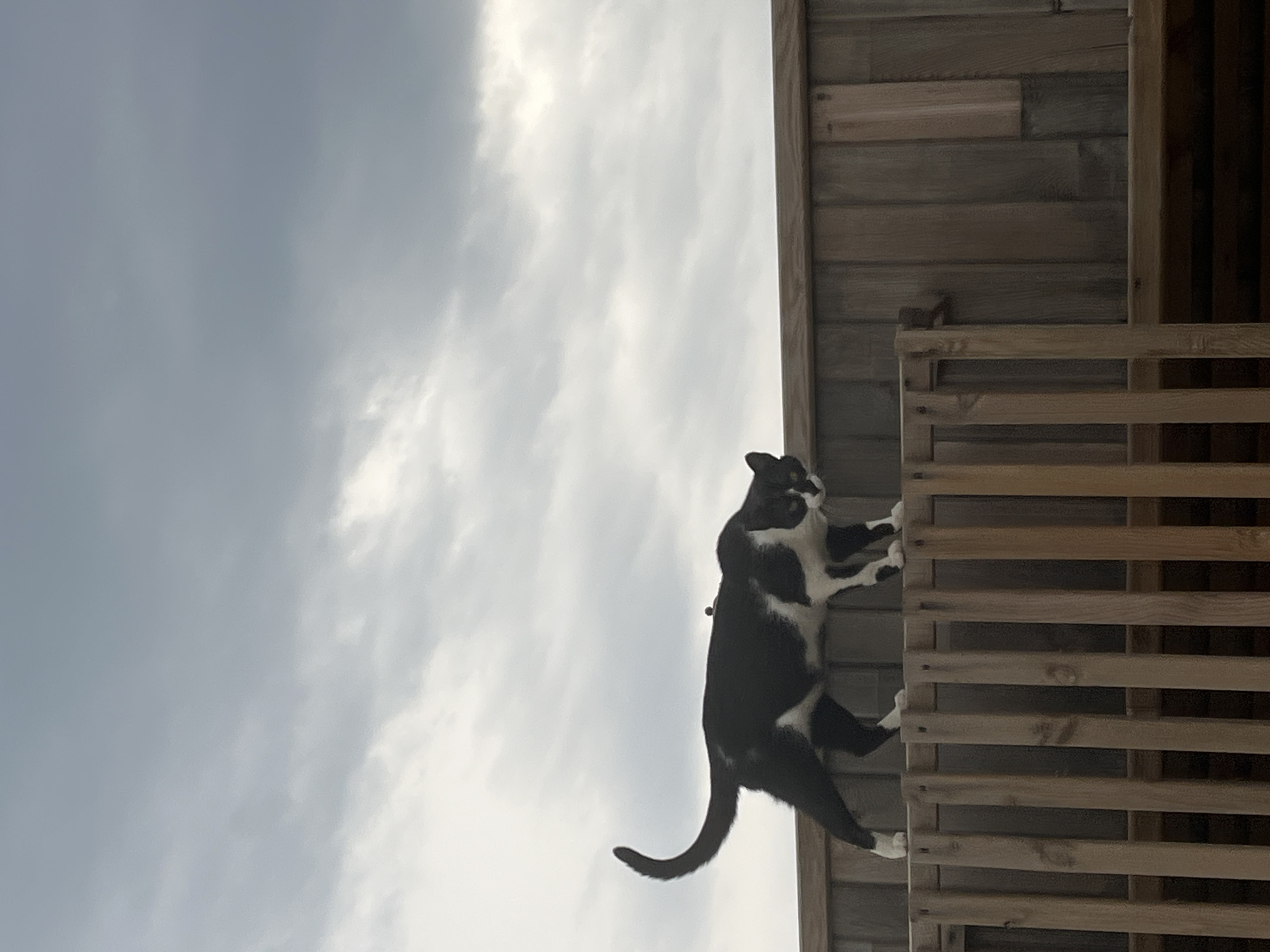 A black and white cat is climbing a wooden structure, possibly a fence or lattice, against a cloudy sky. The structure is attached to a wooden building or wall. The image appears to be taken from a low angle, looking up. The location is possibly in Alanya, Turkey.
