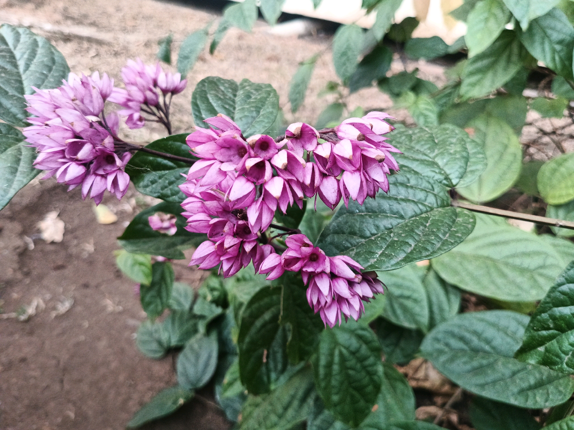 The image shows a close-up of a cluster of vibrant pink flowers, possibly Clerodendrum thomsoniae, also known as bleeding hearts or bag flower. The flowers are delicate and bell-shaped, with a darker pink to purple hue at the tips. They are arranged in pendulous racemes, with several blooms still in bud. The flowers are surrounded by lush, green, ovate leaves with visible venation. The background consists of blurred foliage and a patch of sandy-brown ground, suggesting an outdoor setting. A thin, dark stem connects the flower clusters. The lighting is natural, highlighting the textures and colors of the plant. This image was likely taken in a garden or park, potentially in a tropical or subtropical region, such as the city of Bandung, Indonesia, given its climate. No people or animals are present in the image.