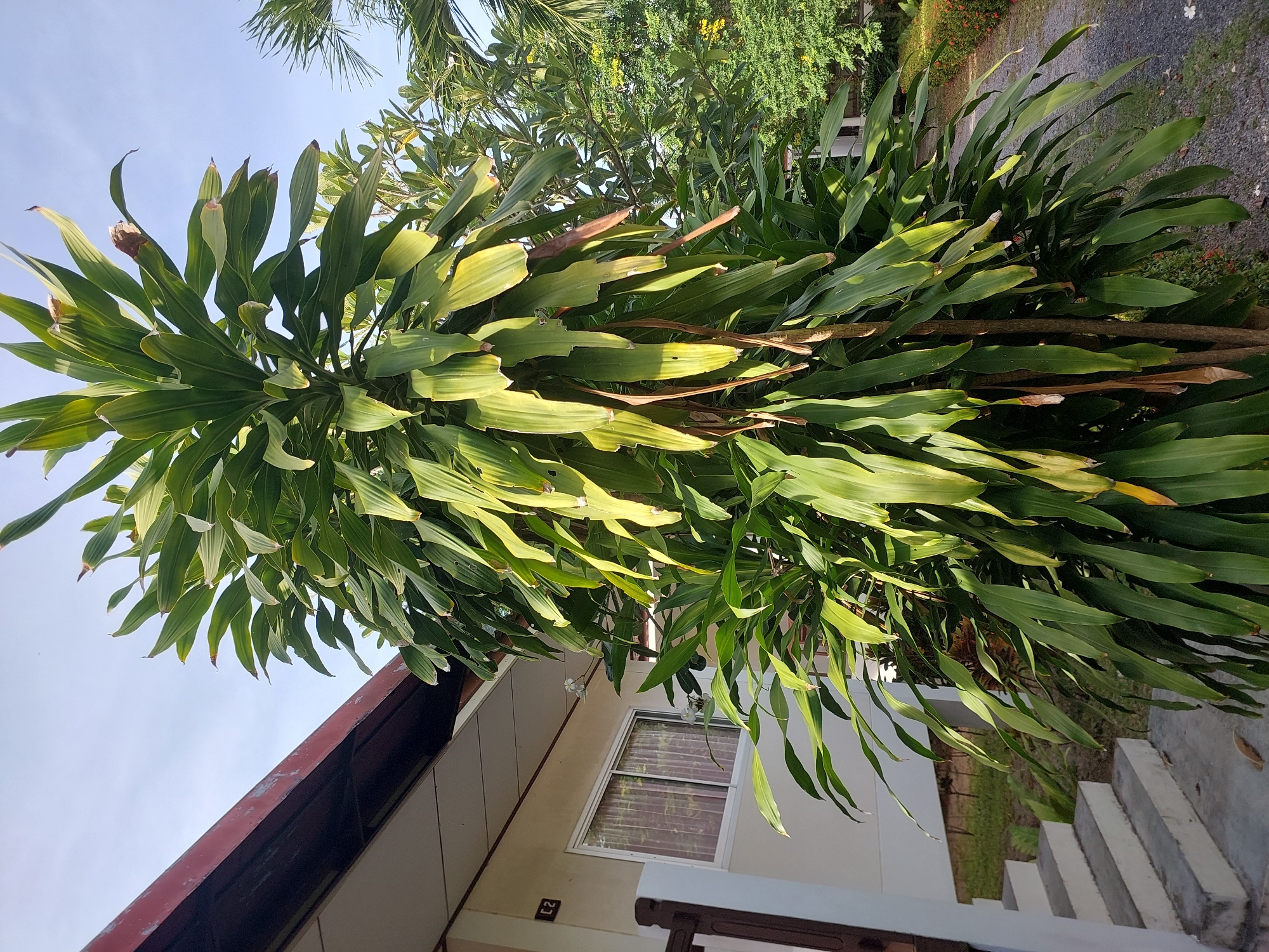 A tall, leafy green plant with long, drooping leaves stands in front of a light-colored building with a red-trimmed roof. The building has a window with sheer curtains and a small black sign with the number "C2" on it. To the left of the building are concrete stairs leading upwards. In the background, more greenery and a gravel path are visible. The scene appears to be outdoors, with a clear blue sky overhead. The location is Baan Mae Nam, Thailand.