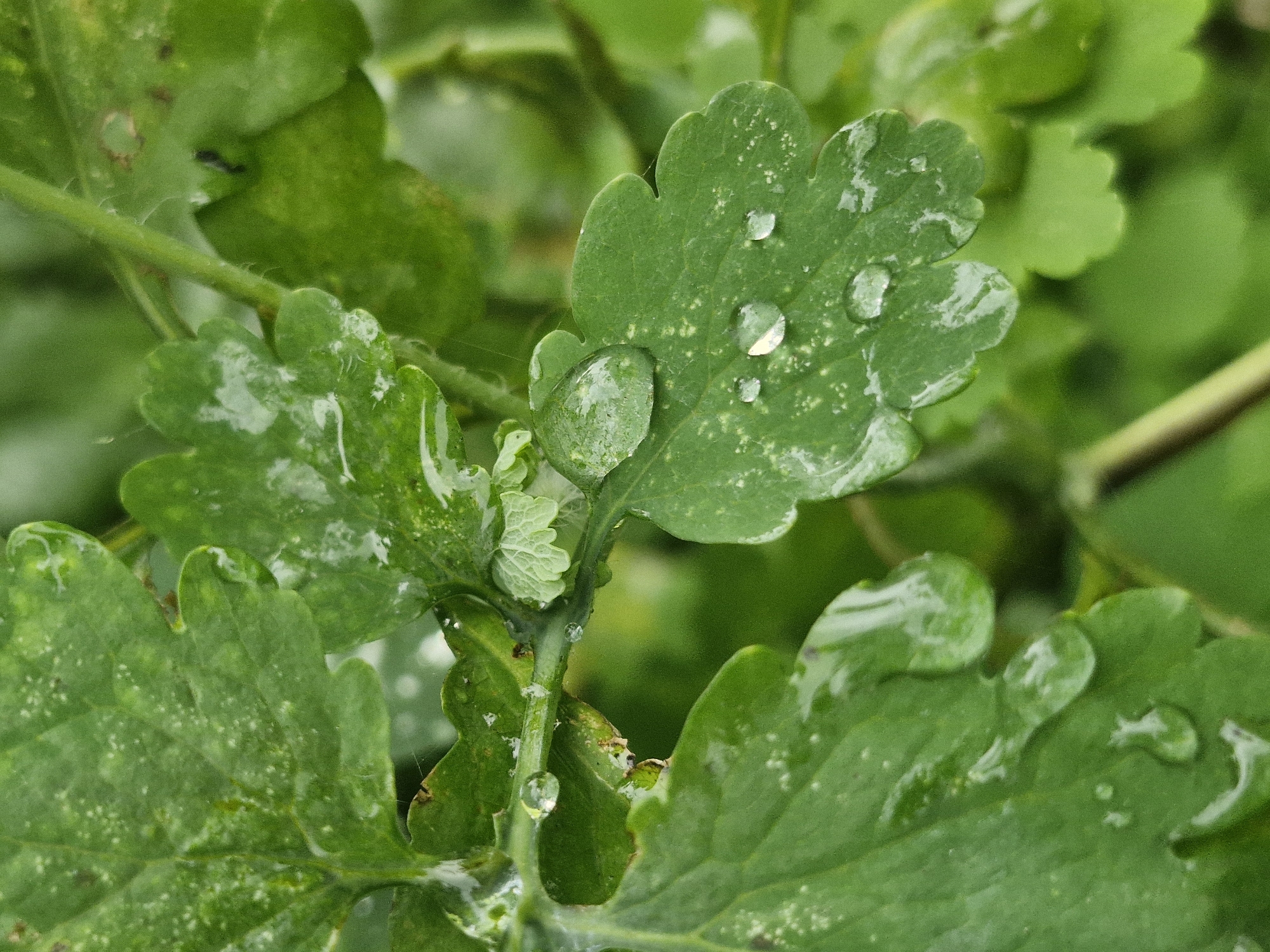 The image is a close-up, macro photograph of green leaves with water droplets on them. The leaves appear to be from a plant, possibly a weed, with serrated edges and a slightly textured surface. The water droplets are varied in size, with some appearing as large, clear beads and others as smaller, scattered dots. The background is a blurred green, suggesting more foliage. There is no indication of human presence or activity within the frame. The scene is natural and appears to be outdoors, likely in a garden or natural environment. The specific location in the city of Ķekava, Latvia, is not discernible from the visual information provided in the image.