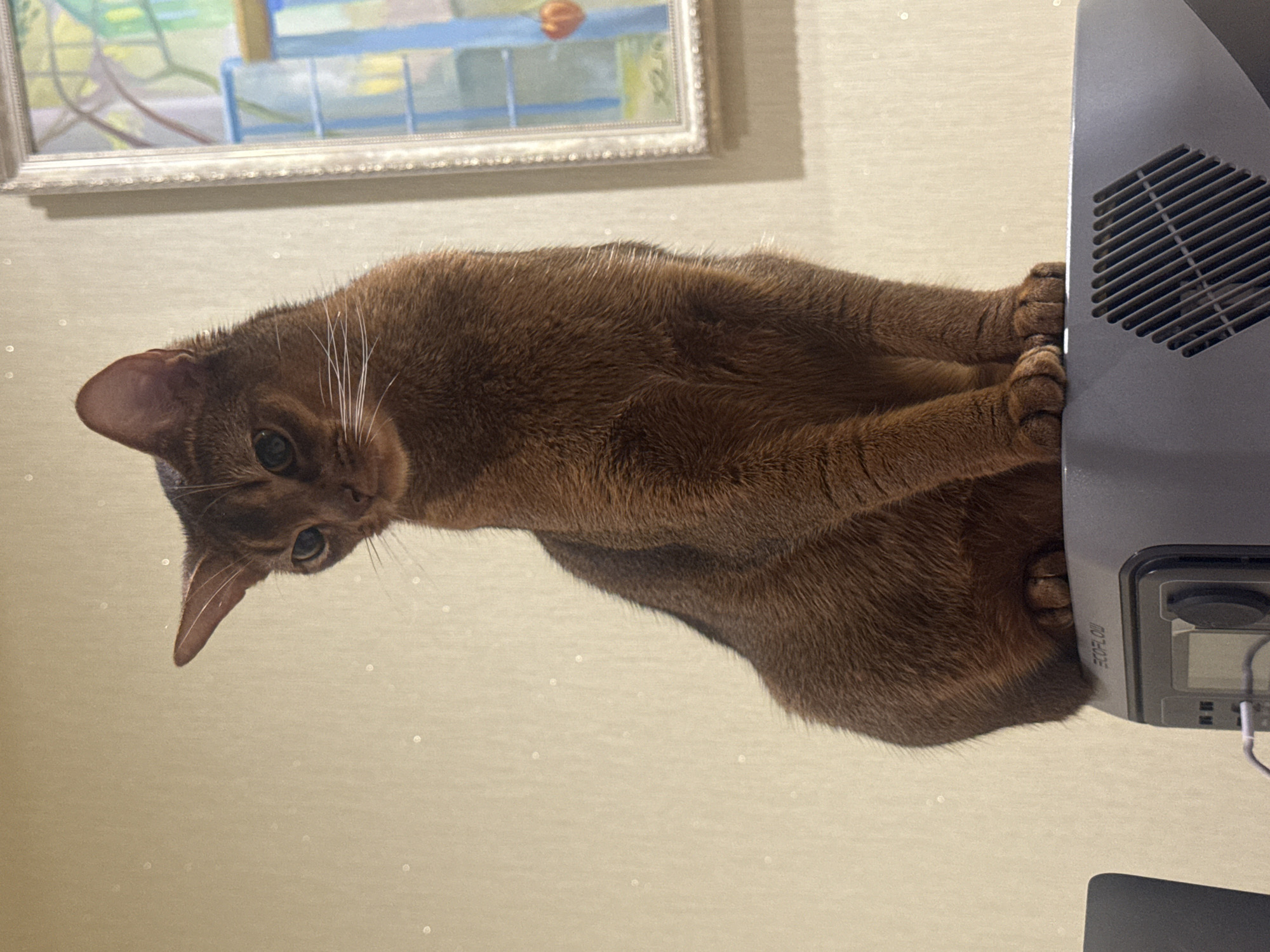In Vinnytsia, Ukraine, a brown abyssinian cat is seated on top of a portable power station. The cat is facing forward with its head turned slightly to the left, looking downwards with green eyes. Its paws are resting on the power station's surface. The background features a textured beige wall with small circular reflective elements and a framed picture on the right side. The image is captured from a low angle, looking up at the cat.