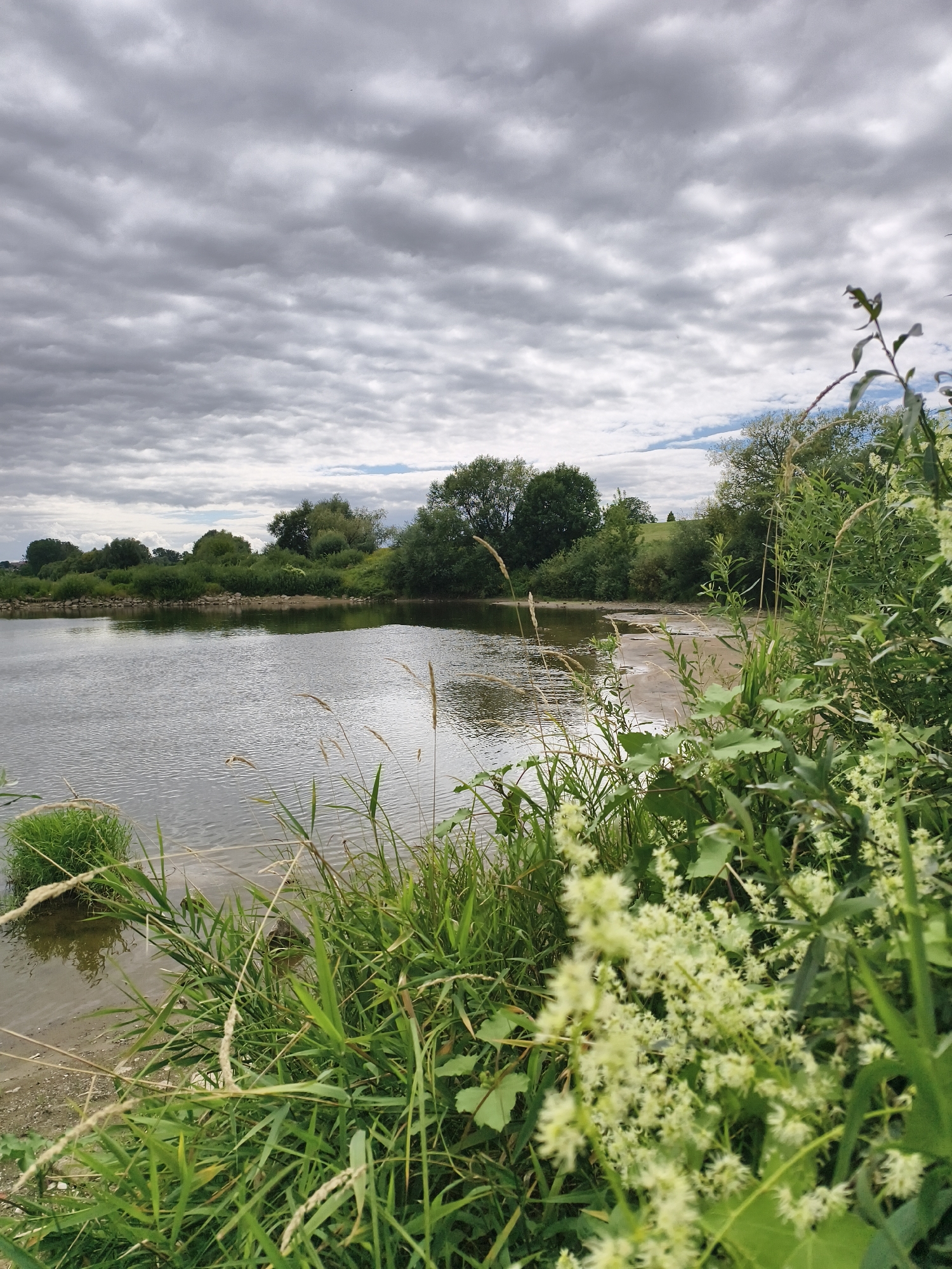 The image shows a serene natural scene at the Vistula River in Tczew, Poland. The foreground is dominated by lush green grass and vegetation, with delicate white flowers in the right portion of the frame. A body of calm water, reflecting the overcast sky, occupies the middle ground. Beyond the water, the opposite bank is lined with trees and bushes. The sky is filled with dramatic grey clouds. There are no people or animals visible in the frame.