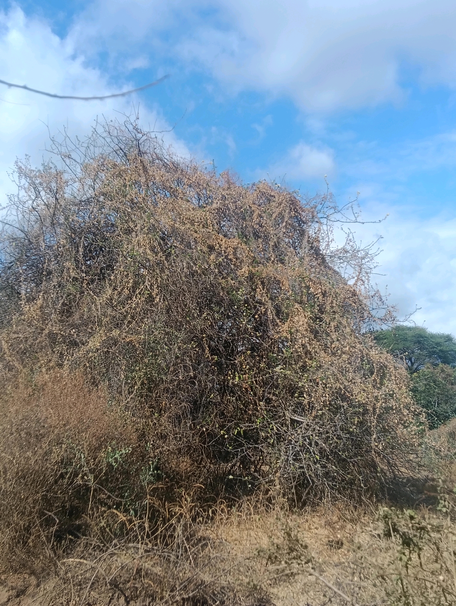 The image shows a dense, overgrown bush with dry, brown foliage and thin, tangled branches against a bright blue sky with scattered white clouds. Some sparse green leaves are visible within the bush. The foreground is filled with dry grass and more thin branches. In the background, a few trees with darker green foliage are present. The scene appears to be an outdoor, undeveloped area, possibly a field or roadside in Mutitu/Kaliku ward, Kenya. There are no people or animals visible in the image.