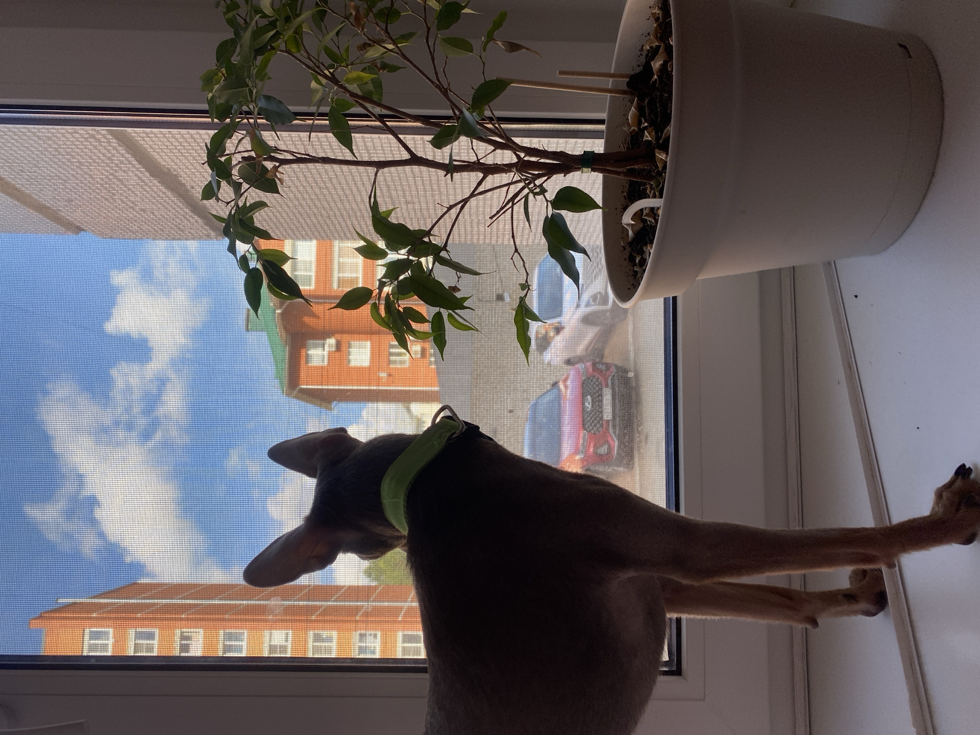 A dog is on a windowsill looking out a window in the city of Chaikovsky, Russia. The dog, wearing a green collar, is positioned in front of a plant in a white pot on the windowsill. The view through the window includes apartment buildings, a blue sky with clouds, and a parked car. A screen covers the window.