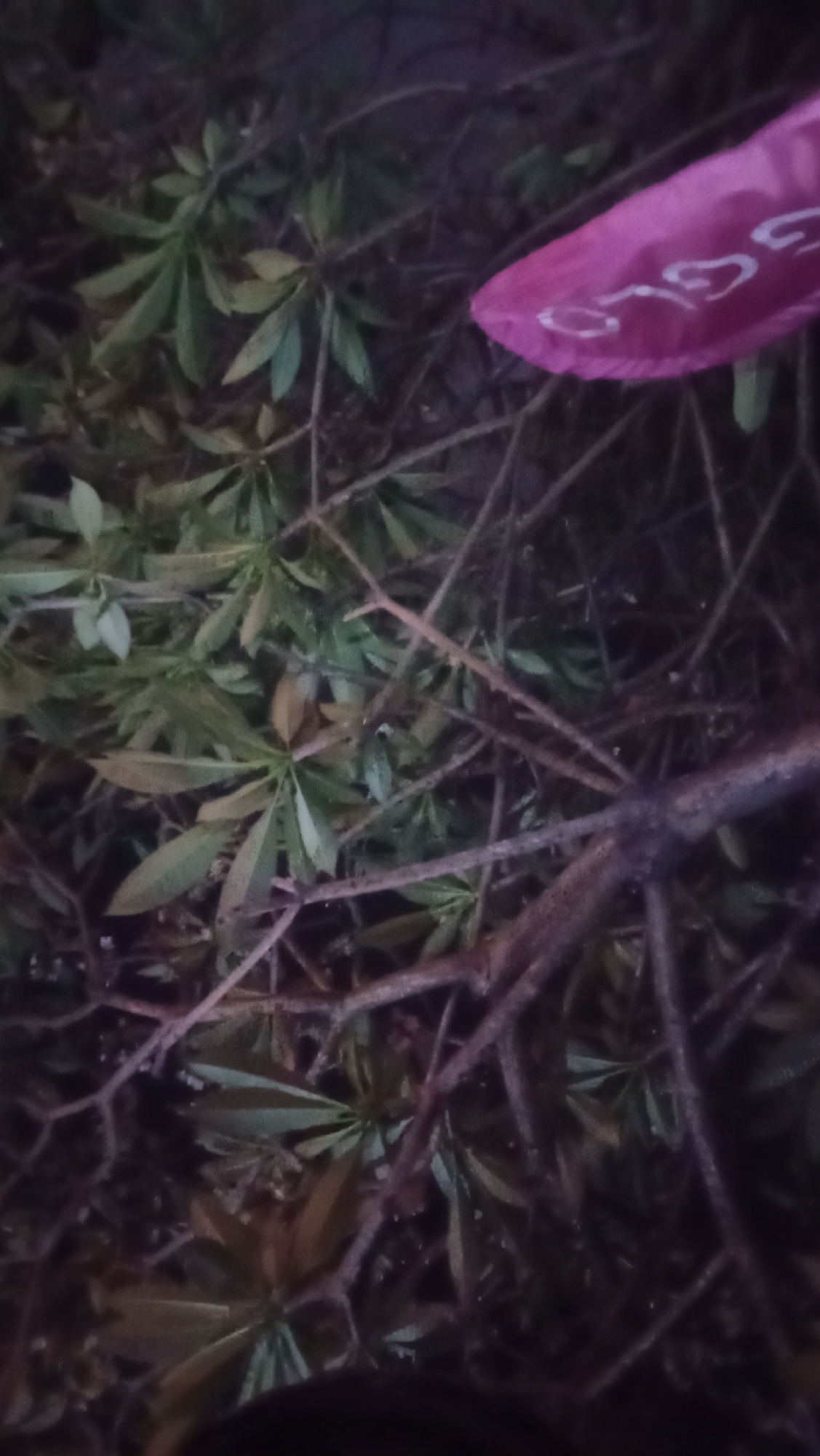 The image shows a close-up view of green foliage and branches with a bright pink fabric object featuring white lettering visible in the upper right quadrant. The fabric is folded and appears to be a banner or flag with the visible text including "GGLO". The overall scene is dark and appears to be outdoors, possibly in a natural setting with dense vegetation. No specific location in Denpasar Barat, Indonesia can be determined from the image alone. The image is dimly lit, suggesting it was taken at night or in a shaded area.