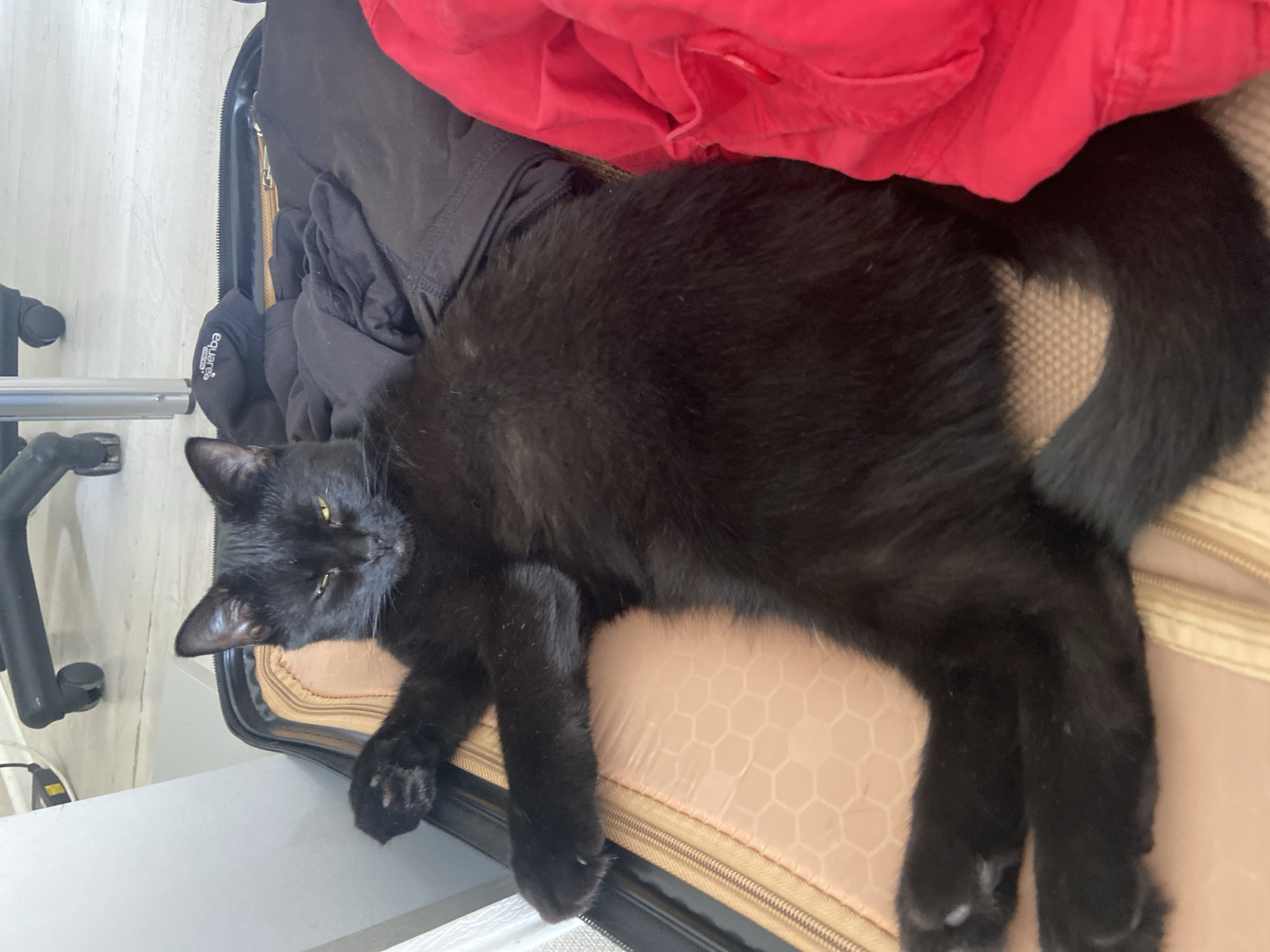 A black cat is lying on an open suitcase filled with clothing. The suitcase is a light tan color with a textured pattern. Dark clothing, including what appears to be a black cap with white lettering, is packed inside. A bright red garment is also visible in the suitcase. The background shows a white wall and a rolling chair. The scene suggests an indoor environment, possibly a home or a hotel room, in Krasnodar, Russia.