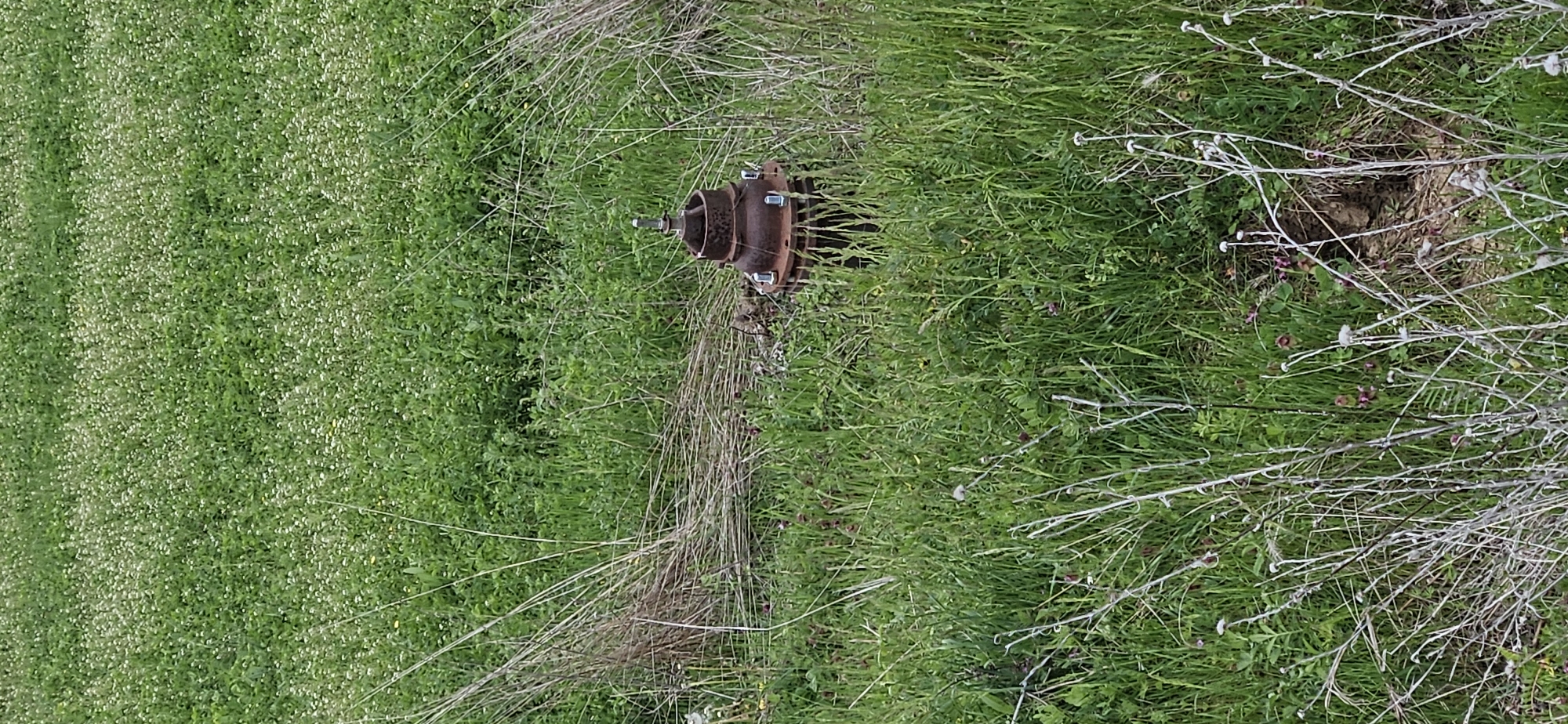 The image captures a rural outdoor scene, likely in Drenkovo, Bulgaria, dominated by lush green vegetation. The primary subject is a rusty, brown metal object, possibly a pipe fitting or part of a small pump, positioned centrally within the frame. This object appears to be a flanged component, secured with several visible bolts and nuts, and has a smaller, corroded shaft protruding from its top.
The setting is an overgrown field or roadside, characterized by vibrant green grass and numerous small plants. Patches of tiny white flowers are visible in the foreground and extending to the left, suggesting a season of abundant growth, likely spring or early summer. Interspersed with the green are dried, light brown, slender stalks and branches, particularly around the rusty metal object and towards the right side of the image, indicating areas of older or dead plant material. In the far right and closer to the rusty object, hints of small purple or reddish flowers can also be seen. A small patch of bare earth or disturbed soil is visible towards the right side of the frame, partially obscured by thorny-looking, greyish-white branches.
No specific activity or event is taking place; the scene is static. The lighting suggests it is daytime, though the exact time is not discernible due to the consistent, soft light, possibly indicating an overcast sky. There is no visible text in the image. The overall impression is one of natural wildness, where an old, man-made object has been largely reclaimed by the surrounding flora.