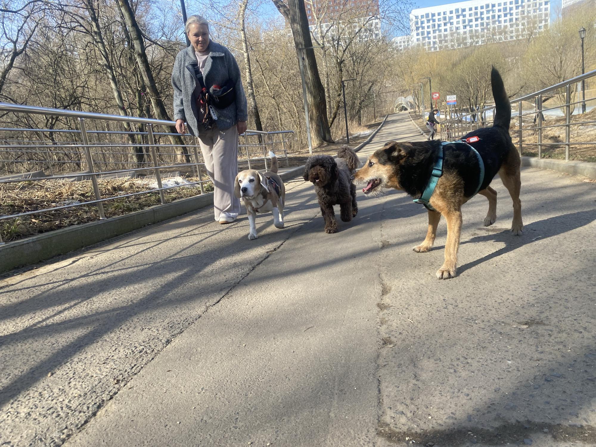 The image shows a middle-aged woman walking three dogs on a paved pathway in a park. The woman is wearing a gray jacket, beige pants, and white sneakers. She has short, gray hair. Two of the dogs are smaller, one a beagle and the other a brown poodle-like breed. The third dog is larger, with a black and tan coat, and is wearing a blue harness. The dogs are walking on the pathway ahead of the woman. A metal railing runs along the side of the pathway. Trees without leaves line the background, and a light-colored building is visible in the distance. A person is walking further up the path under a tunnel. The ground has patches of snow. The scene is located in Moscow, Russia.
