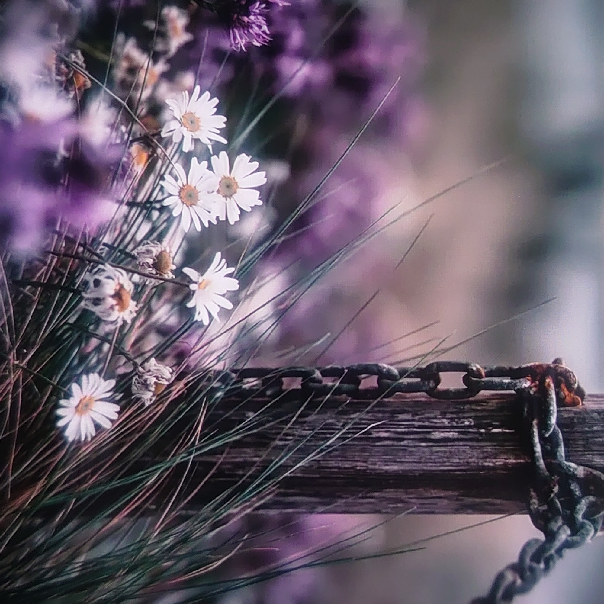 The image is a close-up photograph of wildflowers and tall grass in front of a weathered wooden post with a rusted chain wrapped around it. The flowers are primarily white with yellow centers, and some appear to be wilting. The background is a soft blur of purple and grey, suggesting a natural, possibly coastal or meadow environment. There are no people visible in the image. The focus is on the textures of the flowers, grass, wood, and chain, creating a moody and artistic composition. There is no identifiable information to link this image to the city of Belorechensk, Russia.