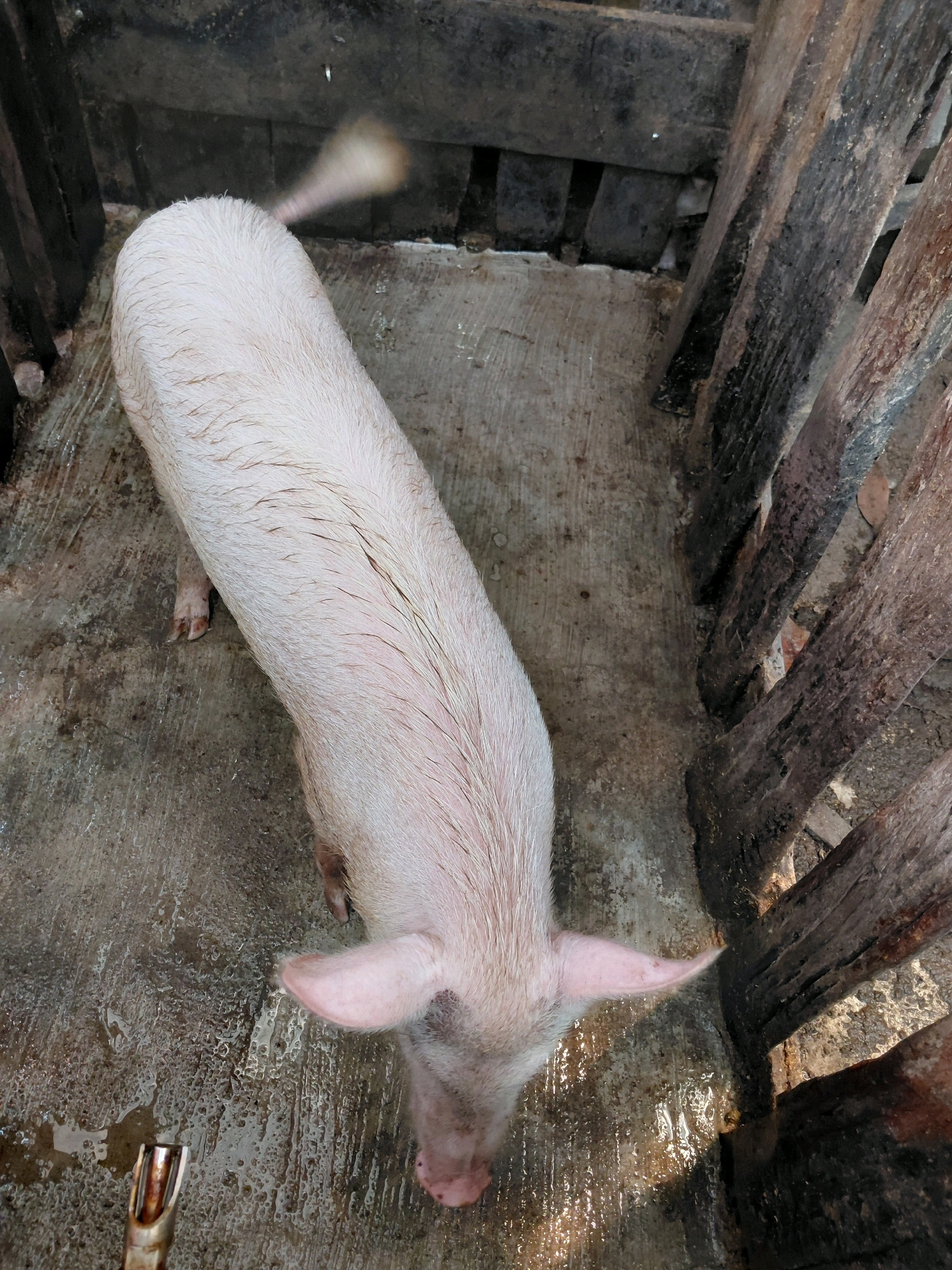 A high-angle, medium shot captures a young, pink pig standing on a damp, concrete floor within a wooden enclosure. The pig is positioned lengthwise, its head facing towards the bottom right of the frame, and its tail pointing towards the top right. The enclosure's rough, dark wooden beams form vertical lines on the right side of the image, with additional wooden elements and a concrete wall visible in the background. The concrete floor shows signs of moisture and some debris. The image is taken in Amin Jaya, Indonesia.