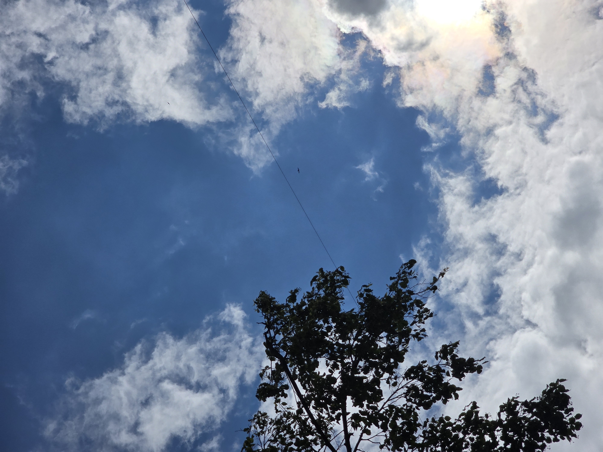 The image depicts a clear blue sky with scattered white cumulus clouds. In the lower left corner, the dark silhouette of tree branches and leaves is visible. A thin black line, likely a power line, stretches diagonally across the upper portion of the frame from the right towards the center. A small, dark airplane is visible as a speck in the upper right quadrant of the sky. The sun is not directly visible, but its light illuminates the clouds from the right, creating a subtle iridescence in some of the cloud edges. The scene appears to be an outdoor view in Vyshneve, Ukraine.